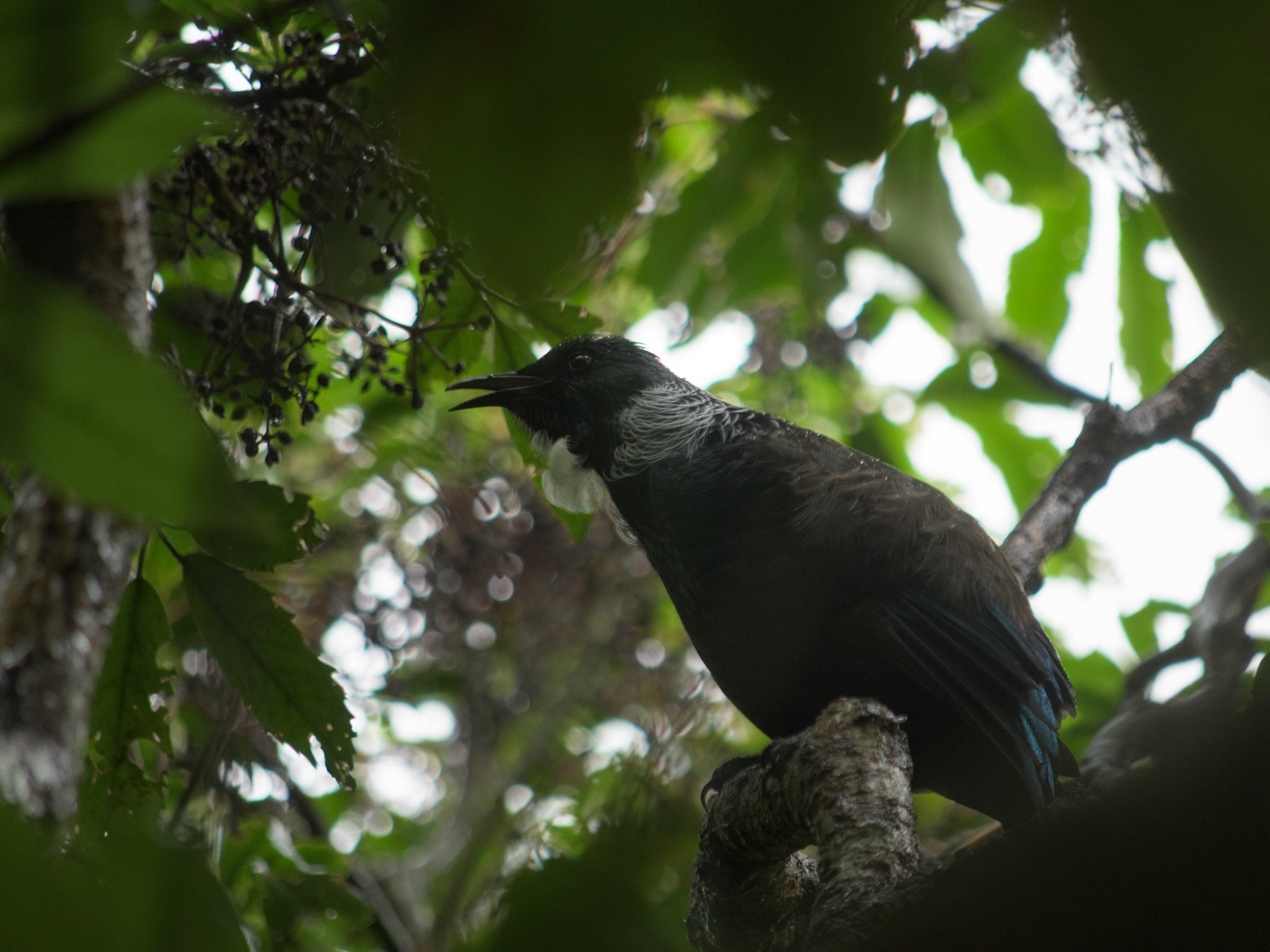 Tūī (Tui)