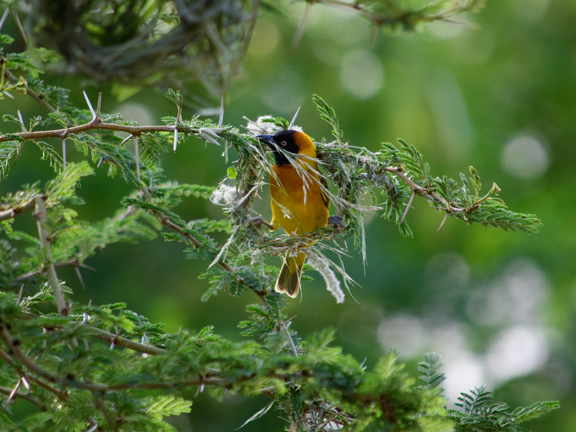 Male masked weaver