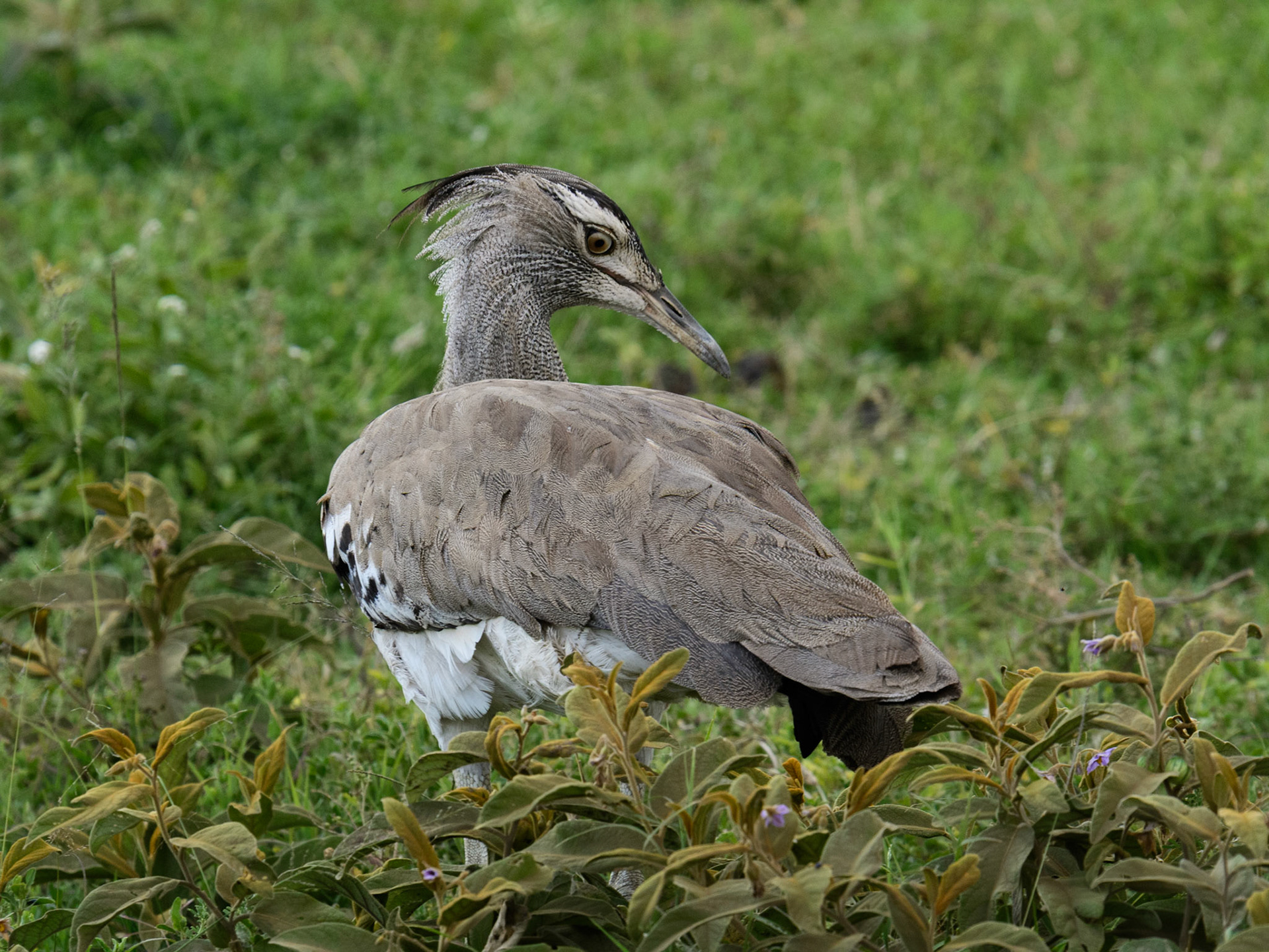 Kori Bustard