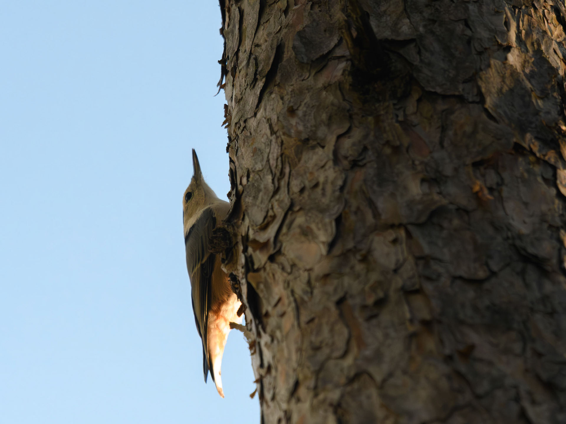 White-breasted Nuthatch