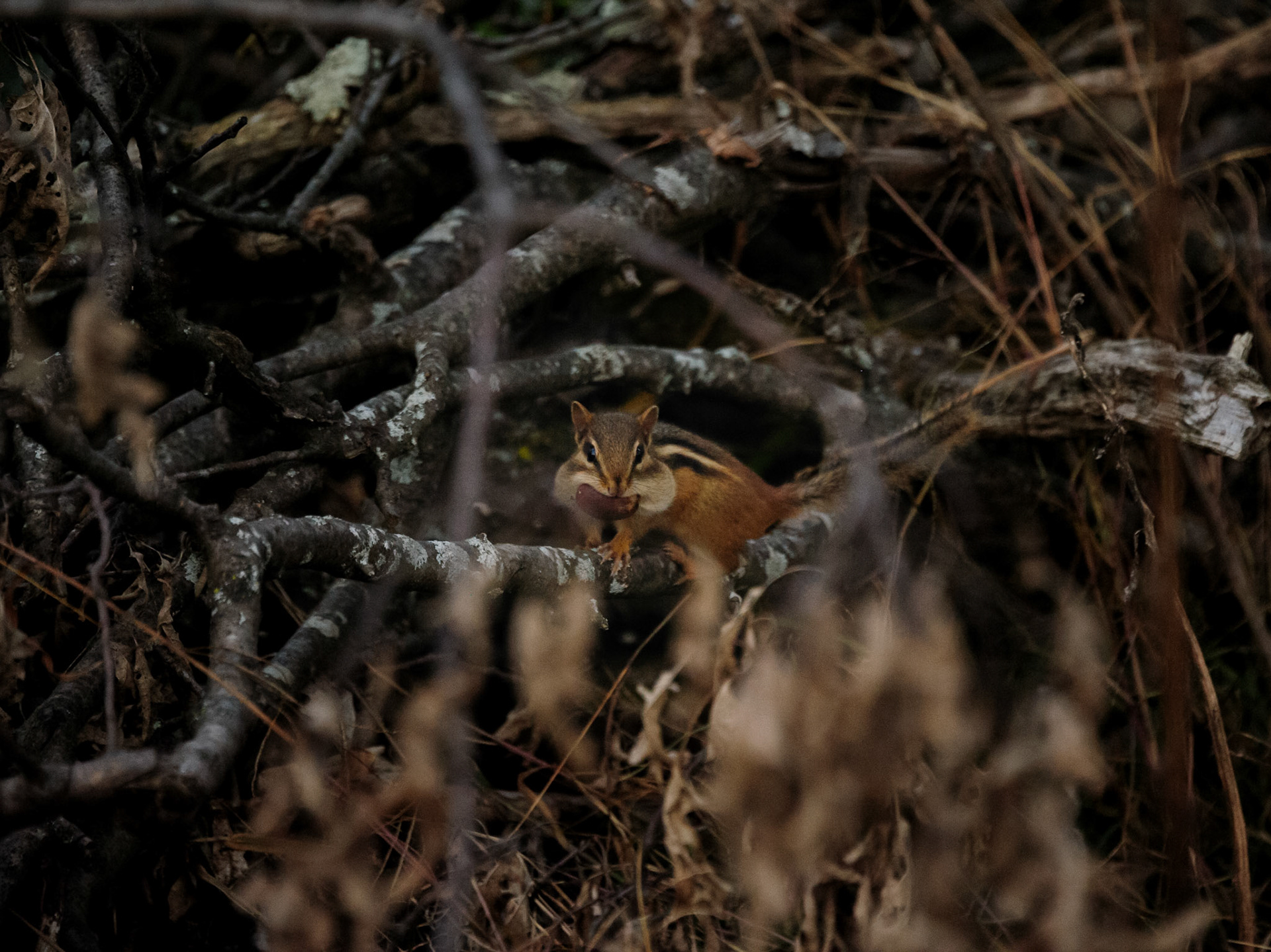 Eastern Chipmunk