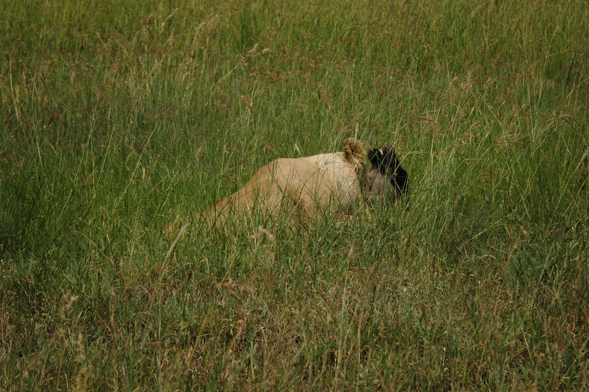 Lion, Wildebeest
