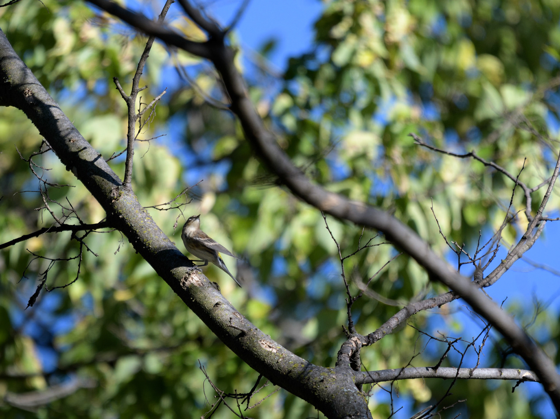 Yellow-rumped Warbler