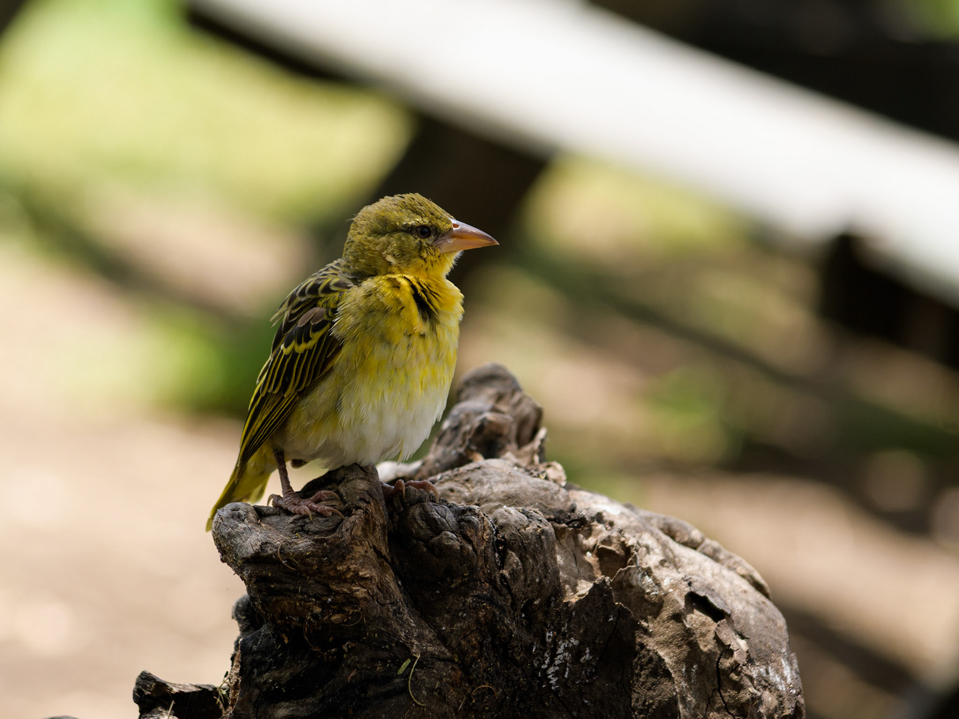 White-bellied Canary