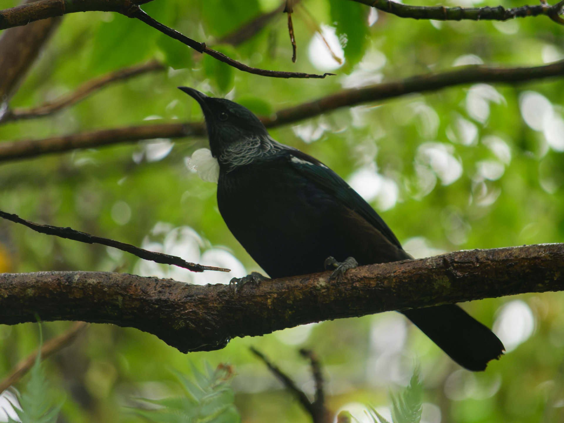 Tūī (Tui)