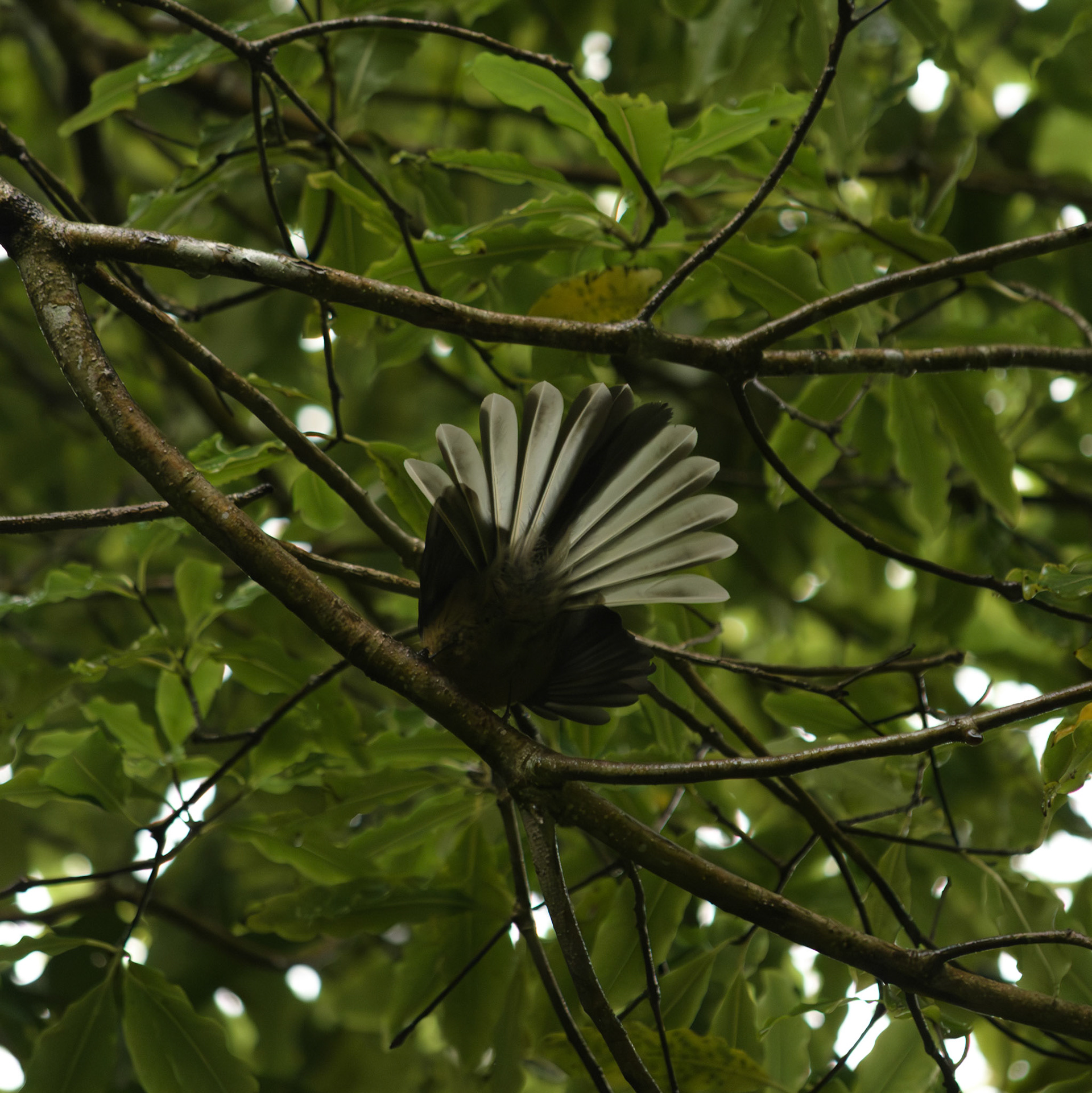 Pīwakawaka (New Zealand Fantail)