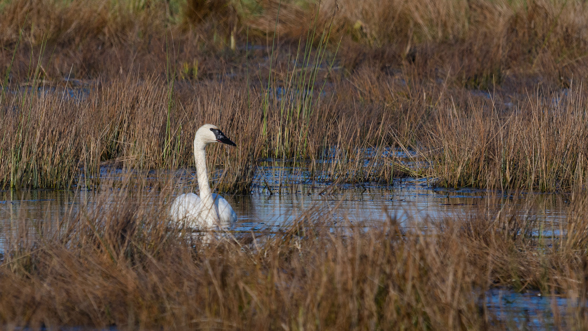 Trumpeter Swan