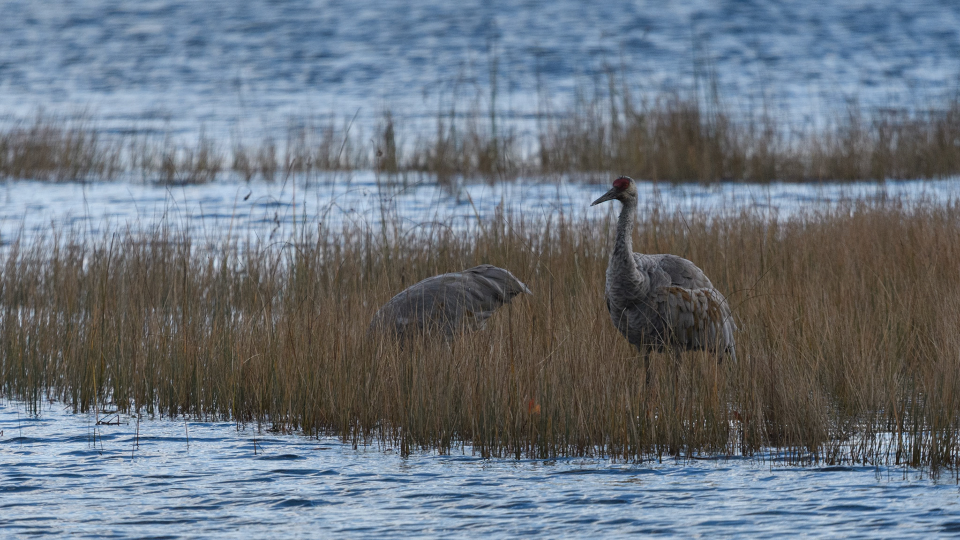 Sandhill crane