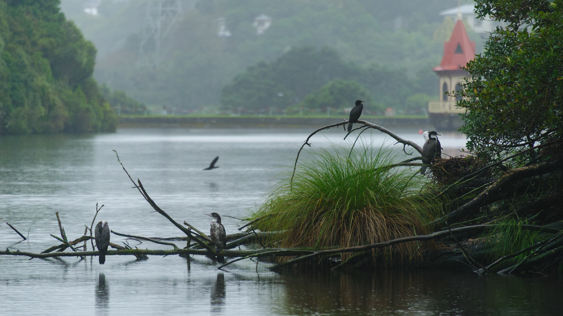 Pied Shag (Kāruhiruhi)