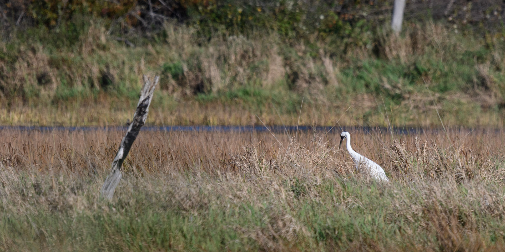Whooping Crane