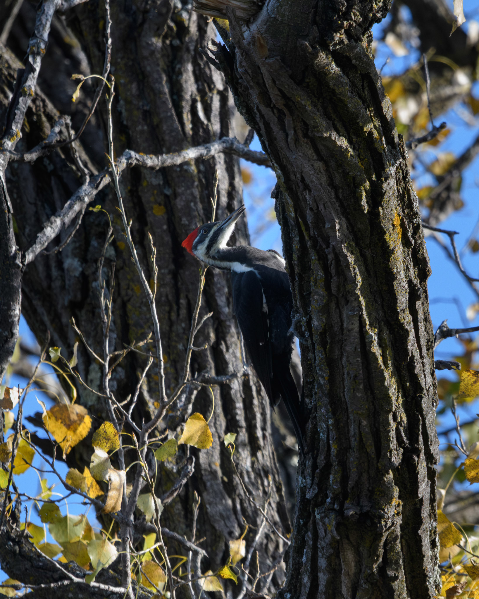Pileated woodpecker