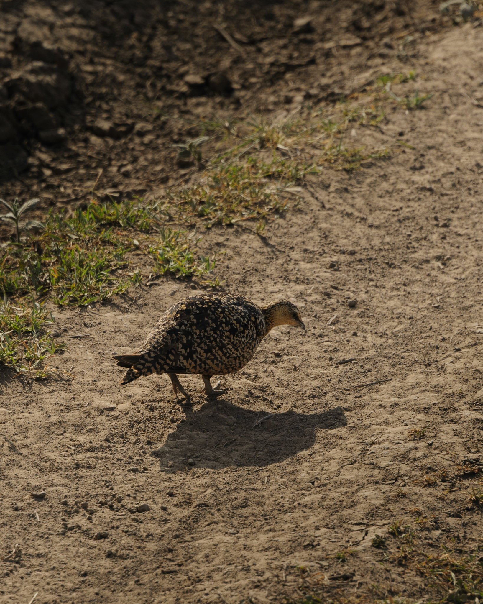 Yellow-throated Sandgrouse