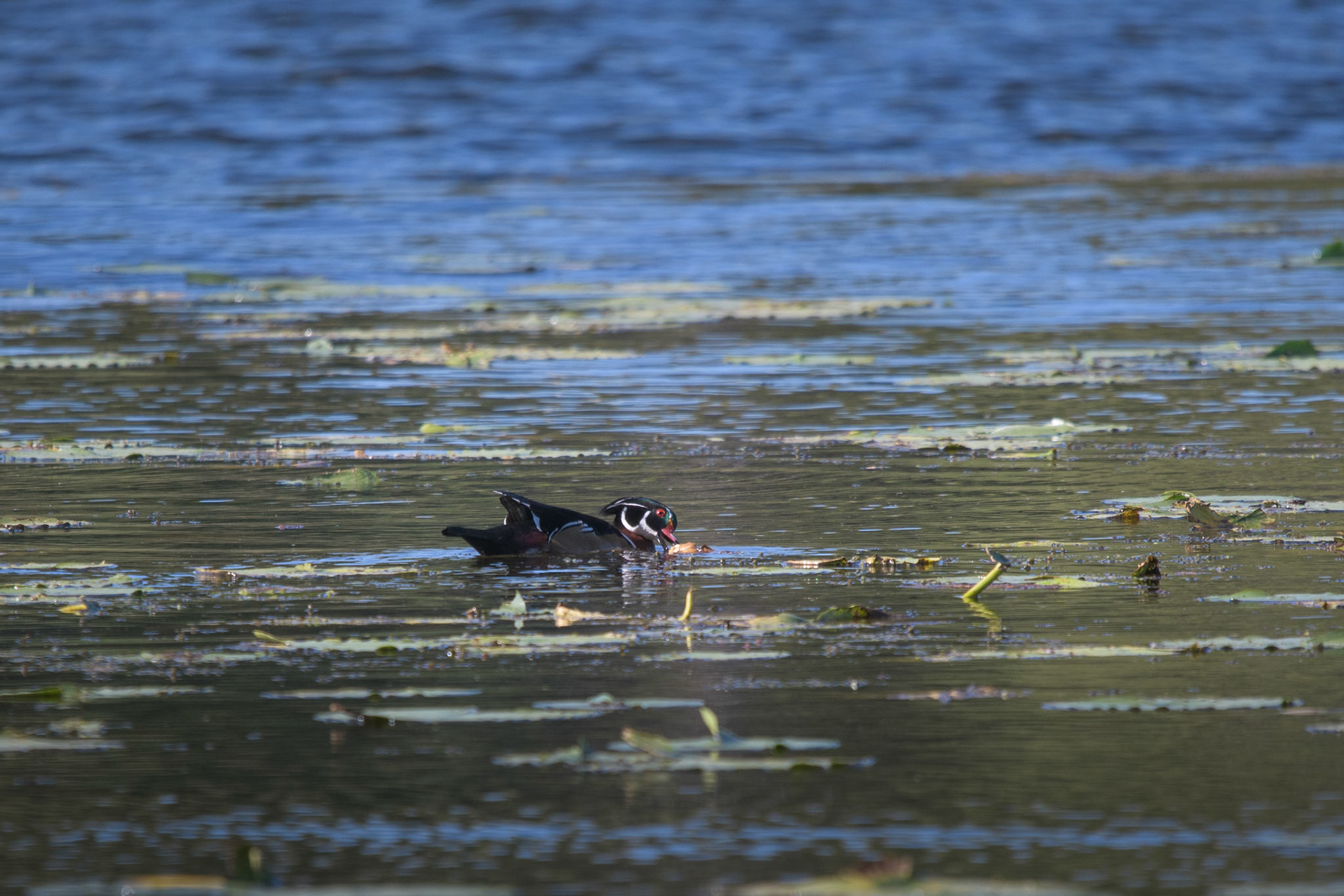 Wood Duck
