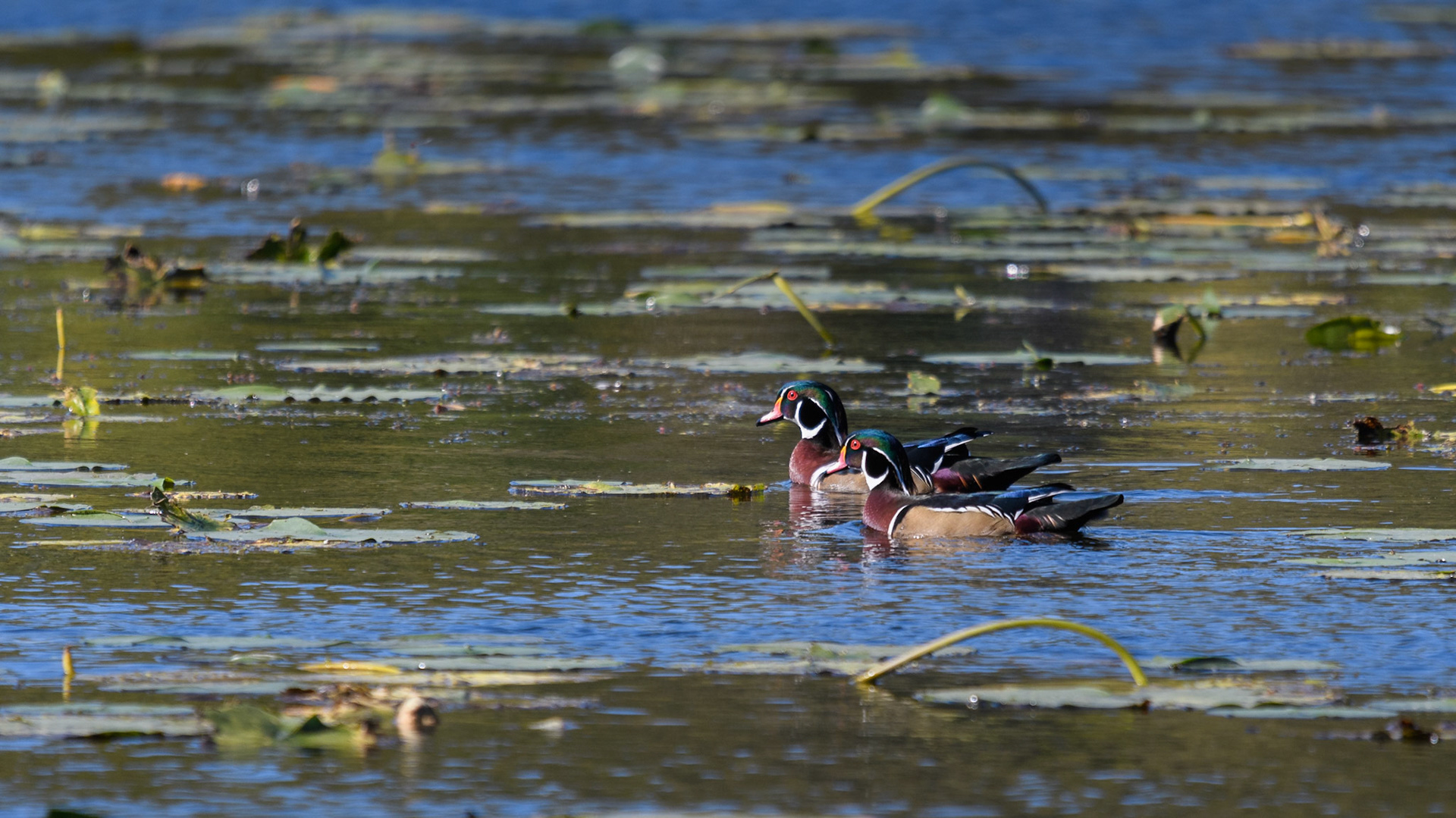 Wood Duck