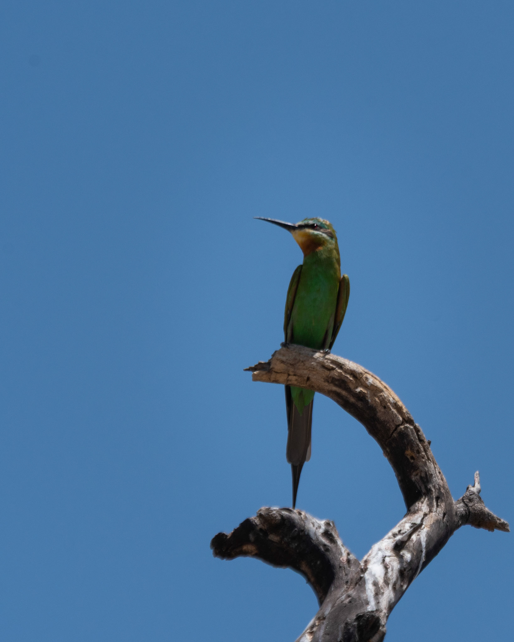 Blue-cheeked Bee-eater