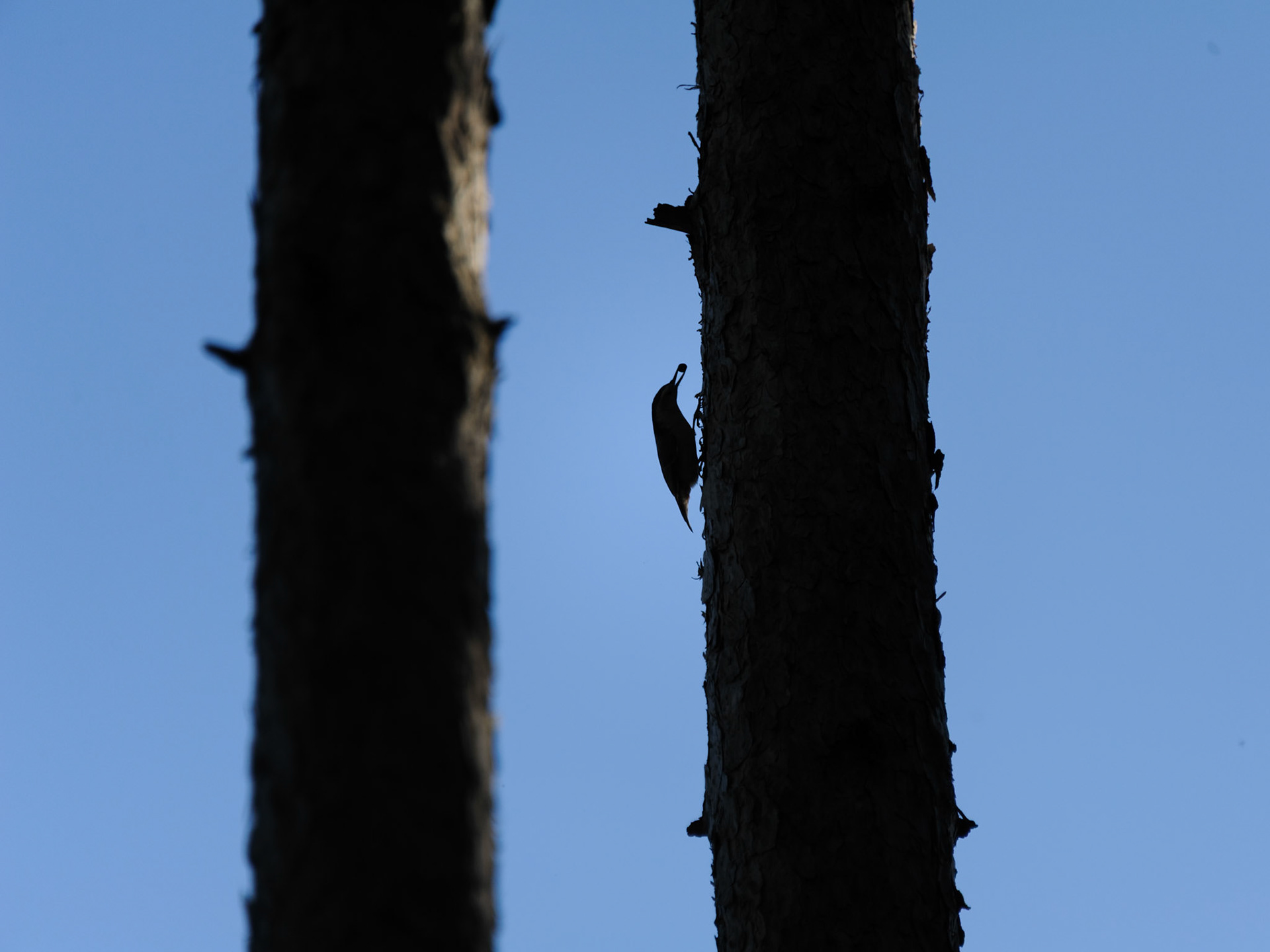 White-breasted Nuthatch