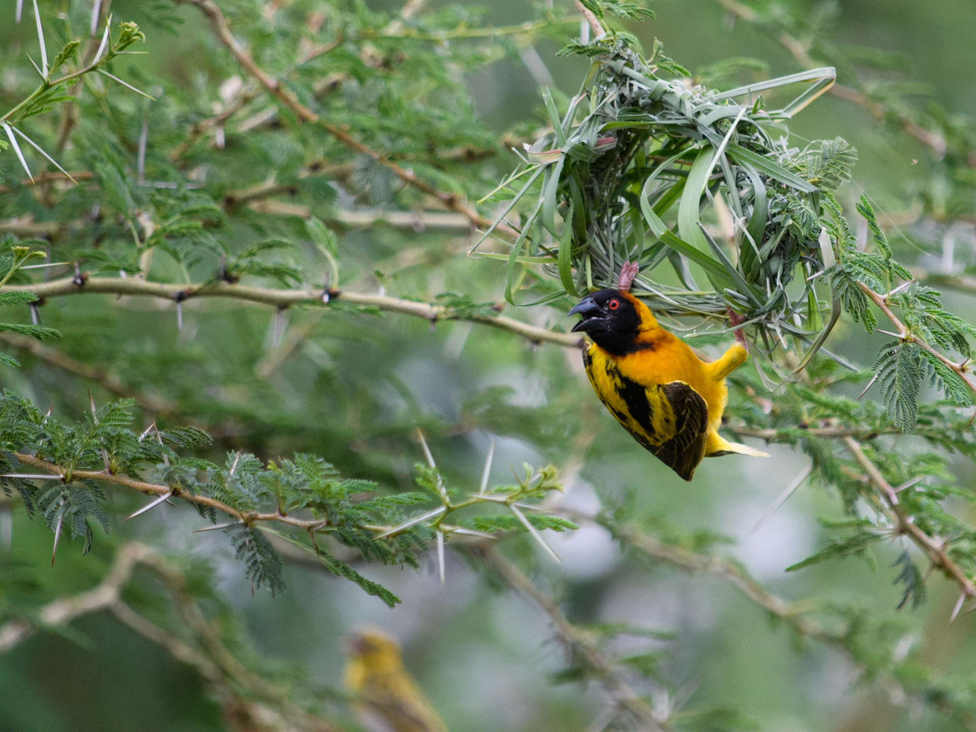 Male masked weaver