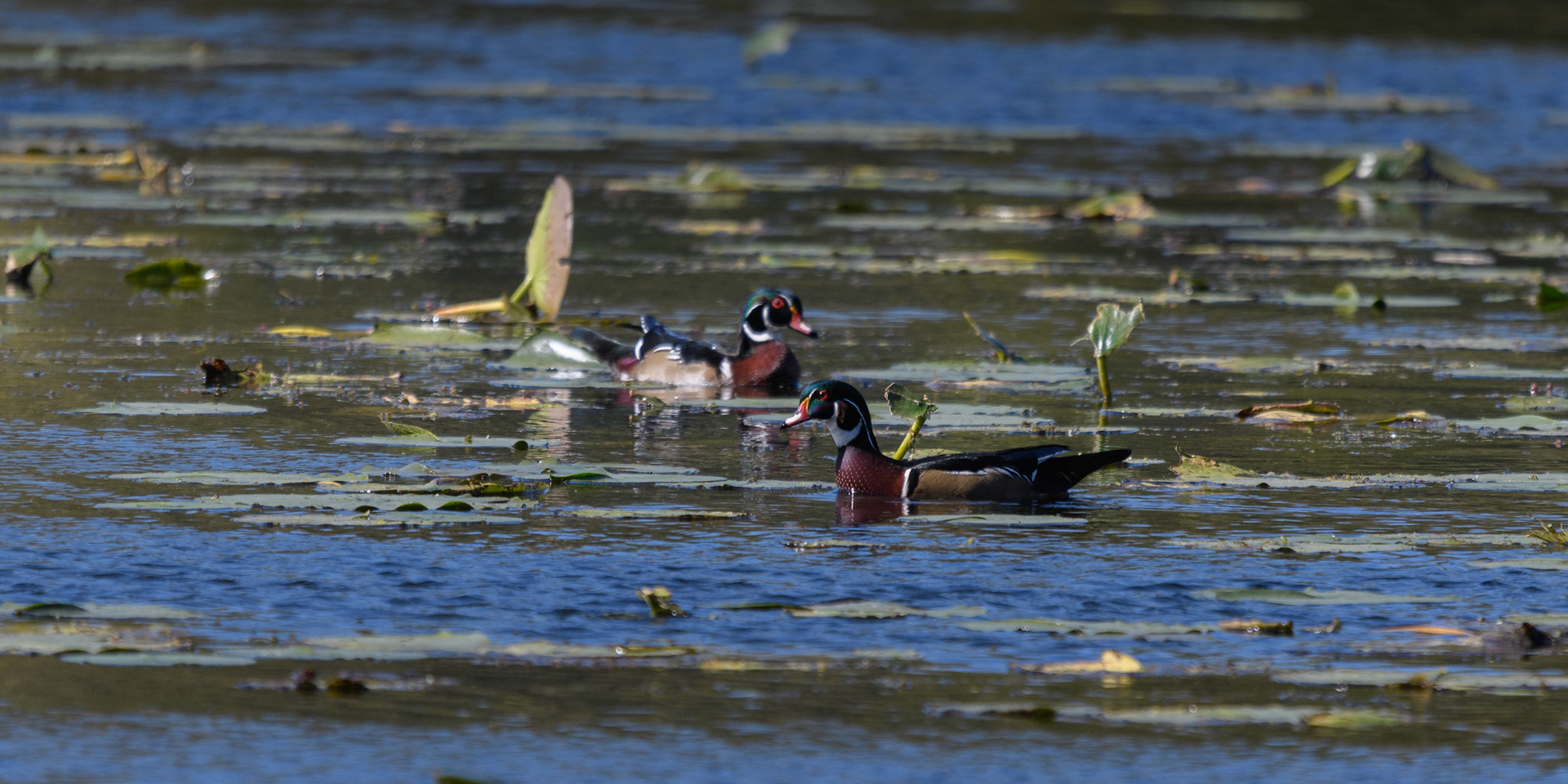 Wood Duck