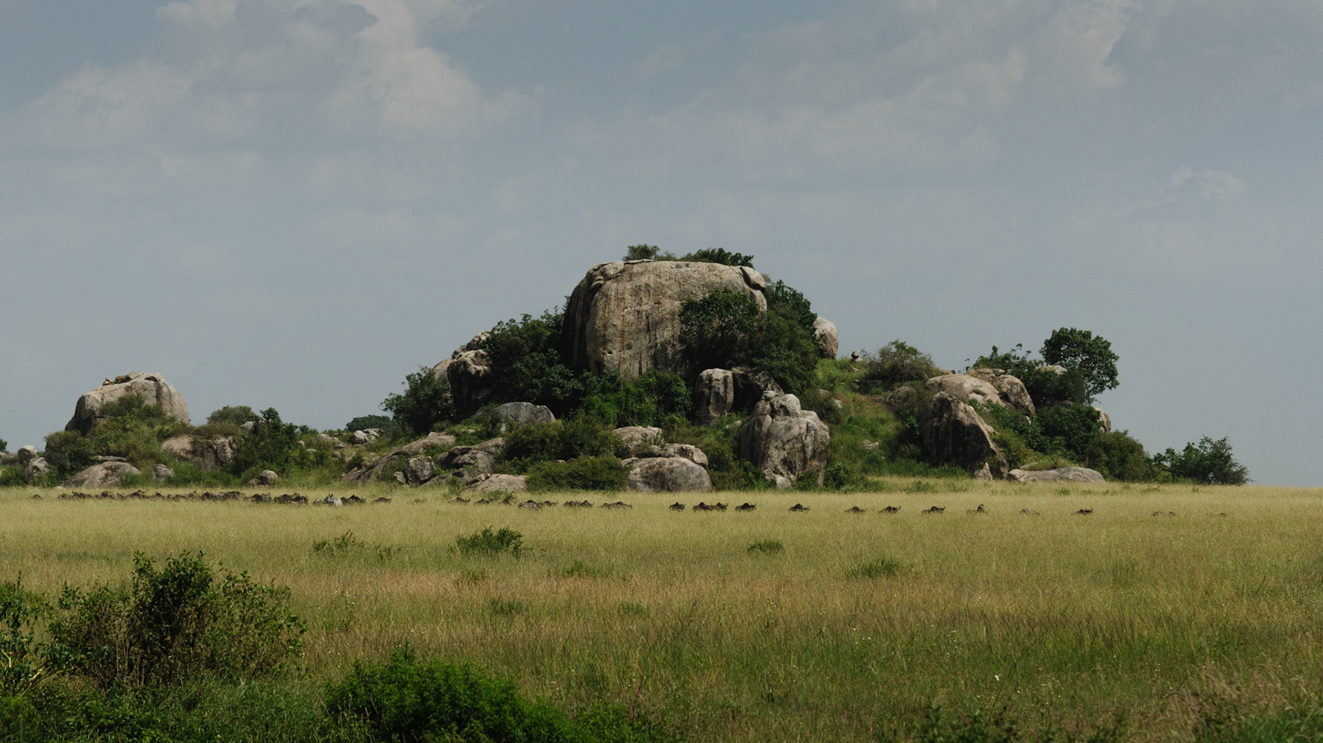 WIldebeest &amp; zebra in front of kopjes