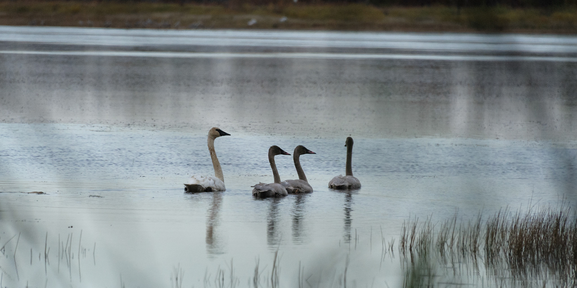 Trumpeter swan