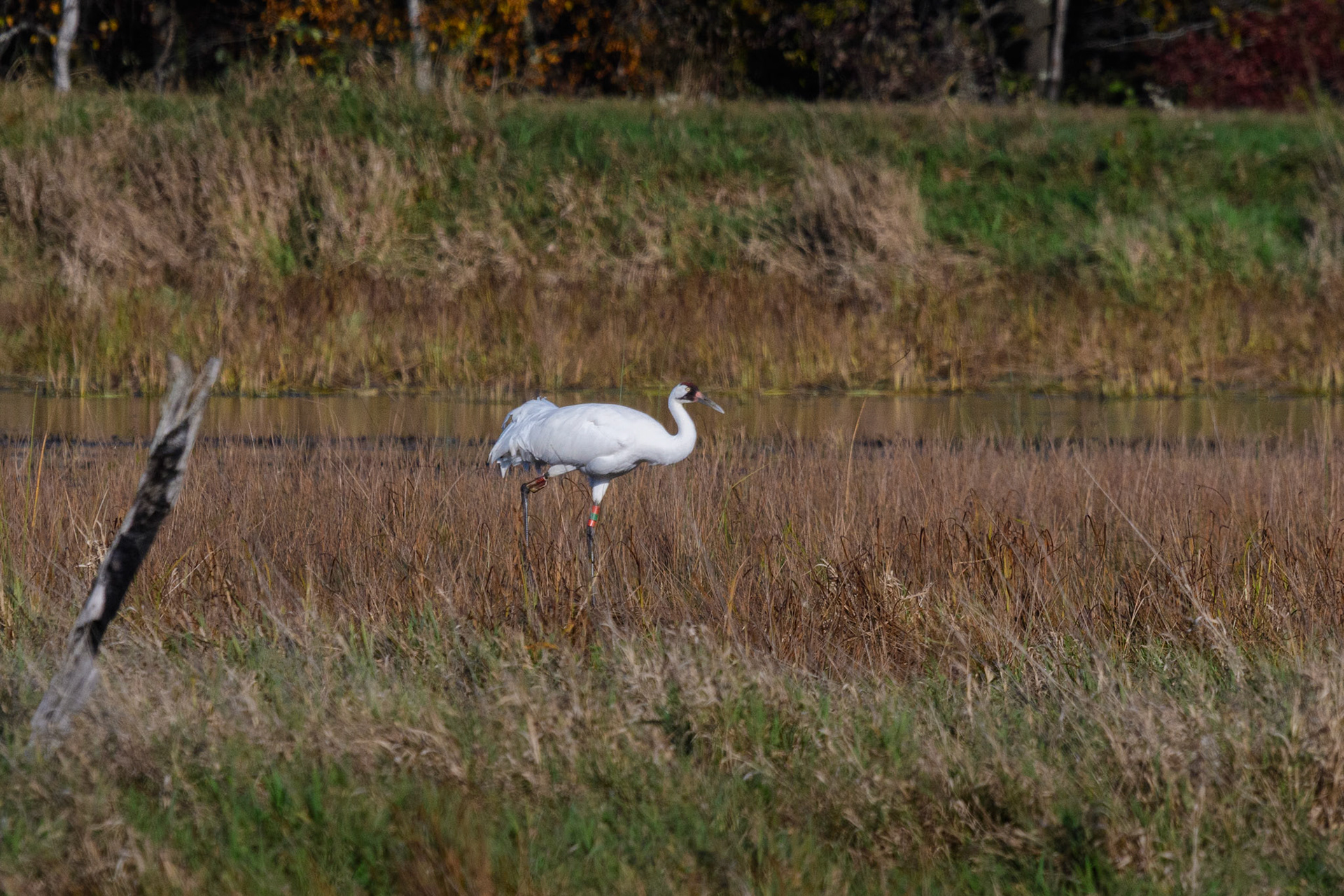 Whooping Crane