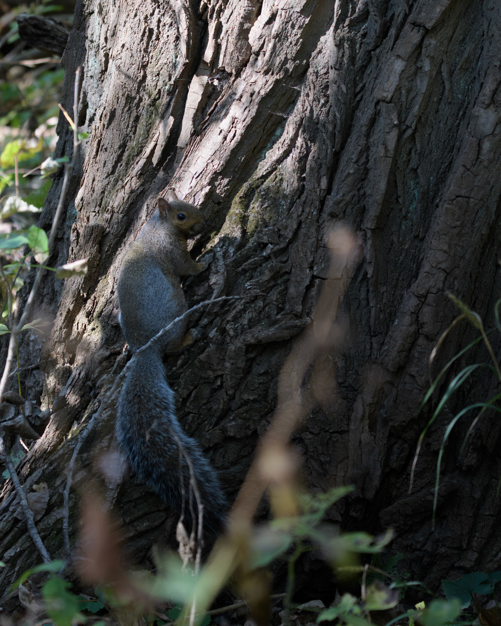 Grey Squirrel