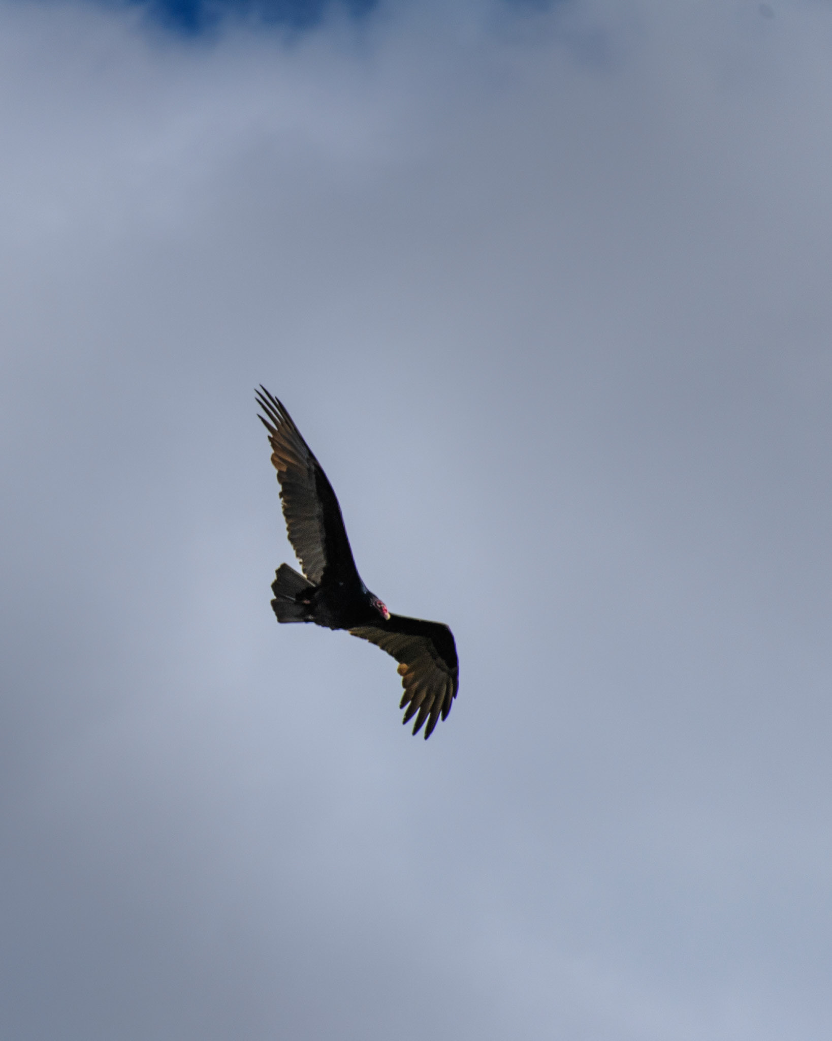 Turkey vulture