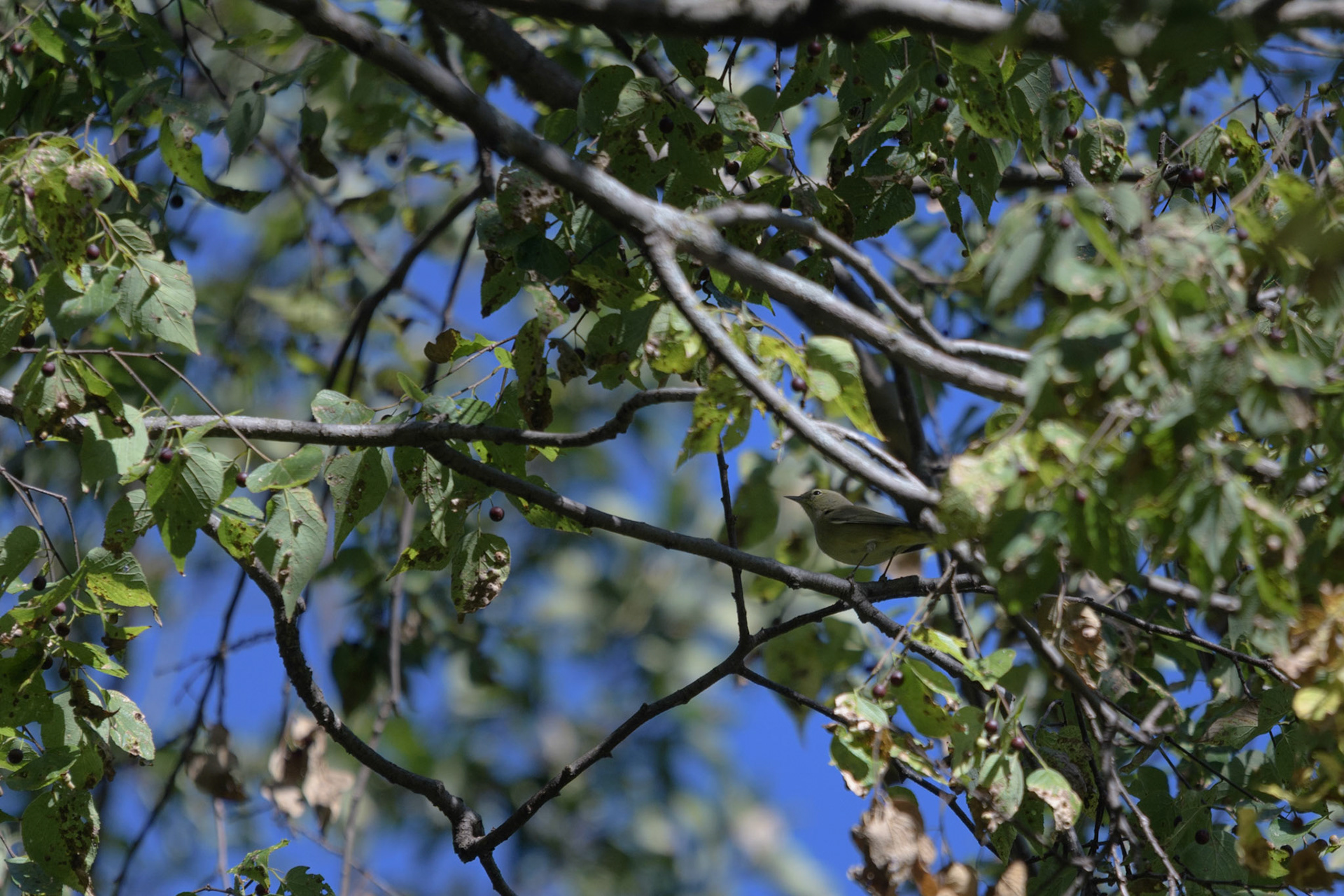 Orange-crowned Warbler