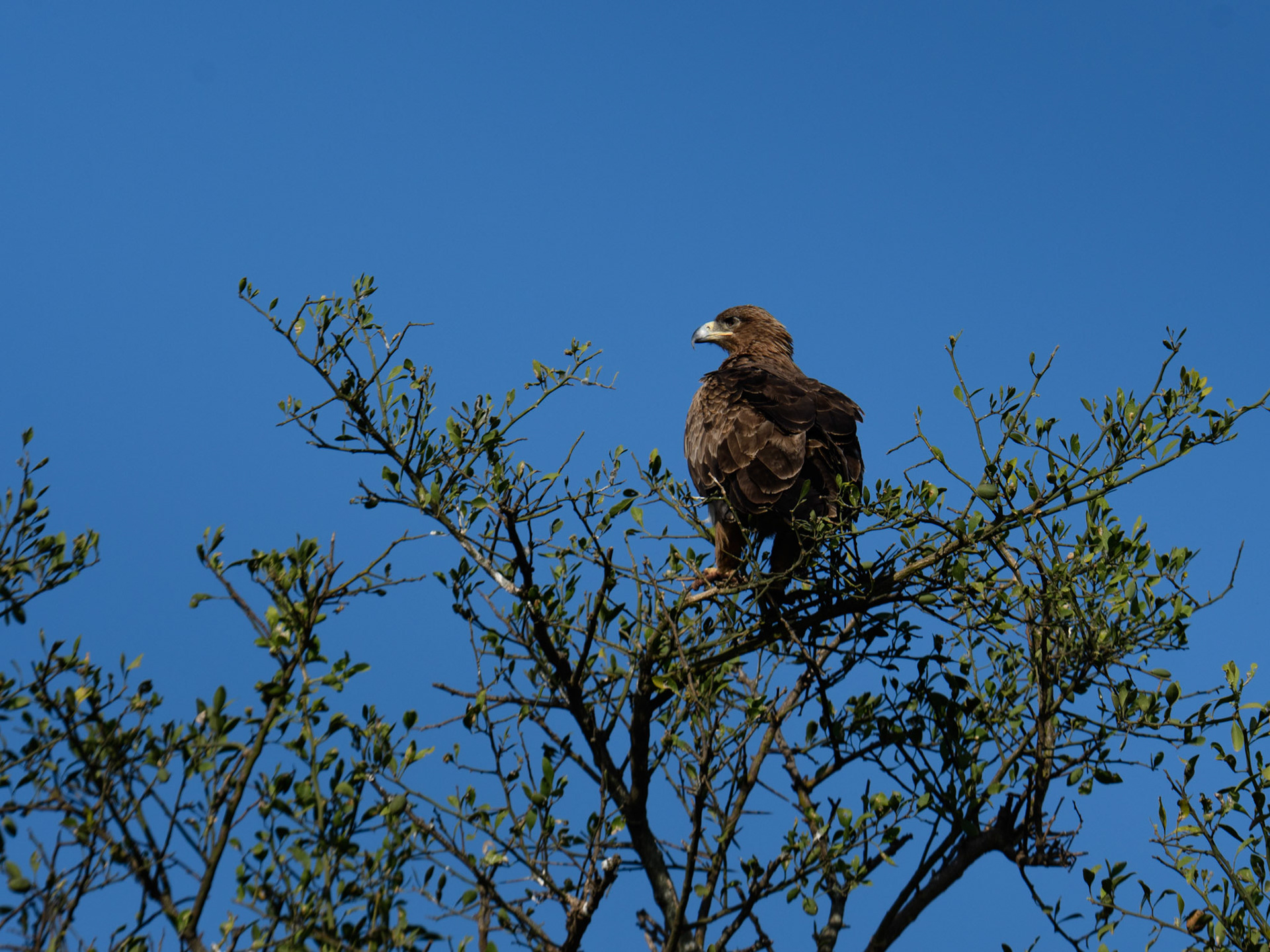 Steppe Eagle