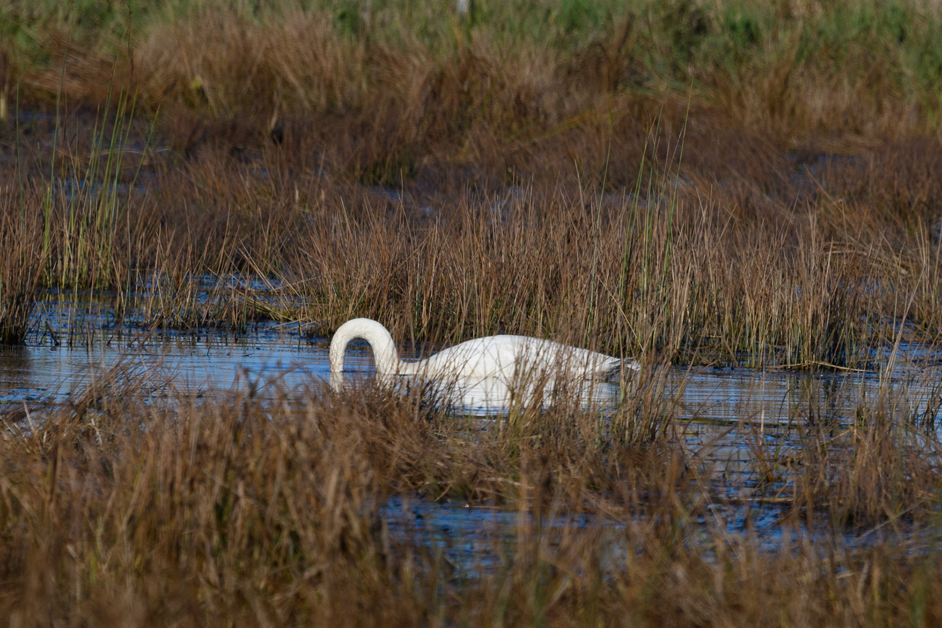 Trumpeter swan