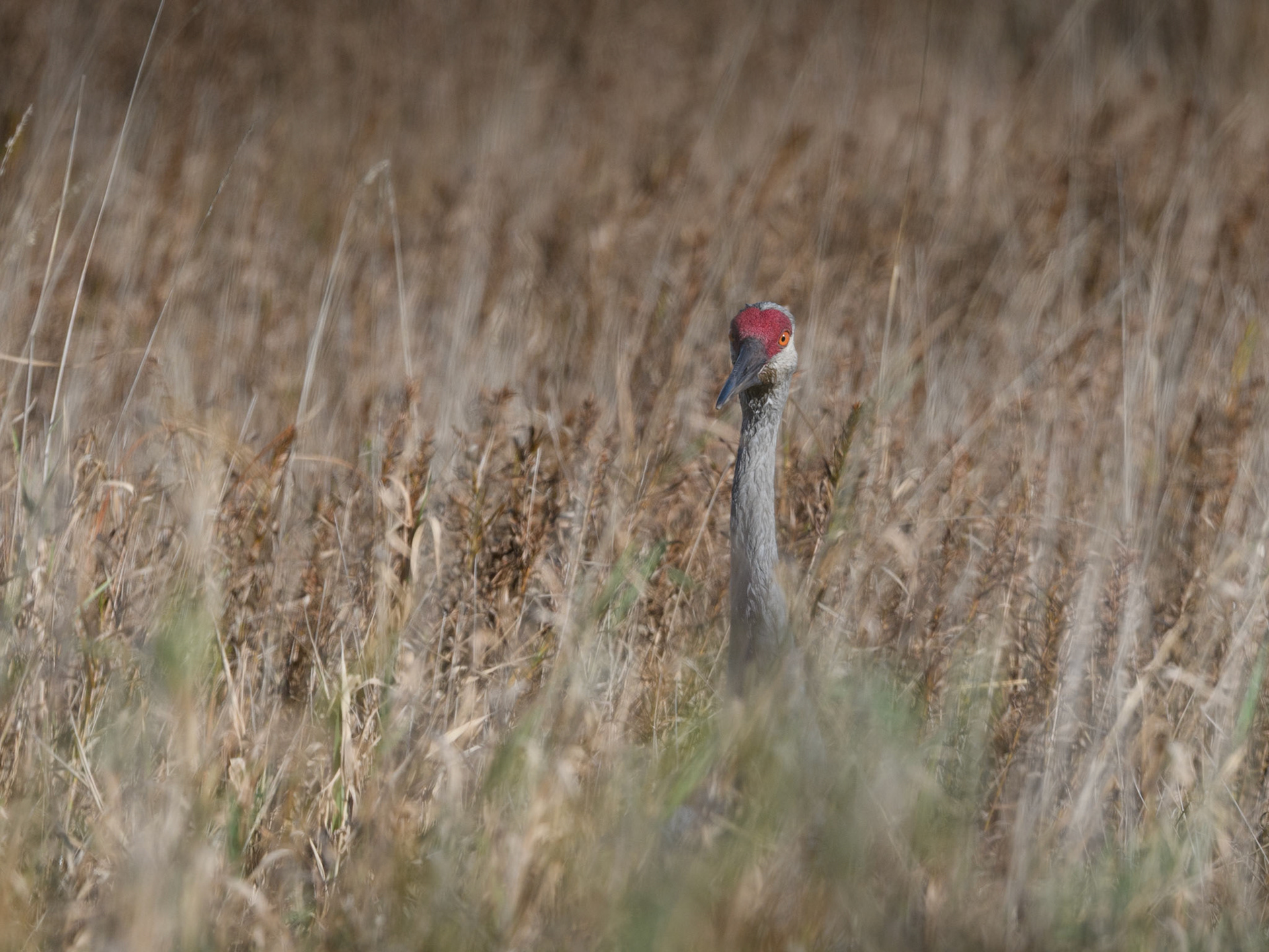 Sandhill crane