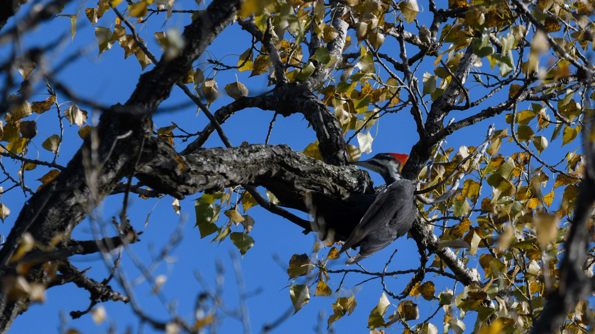 Pileated woodpecker