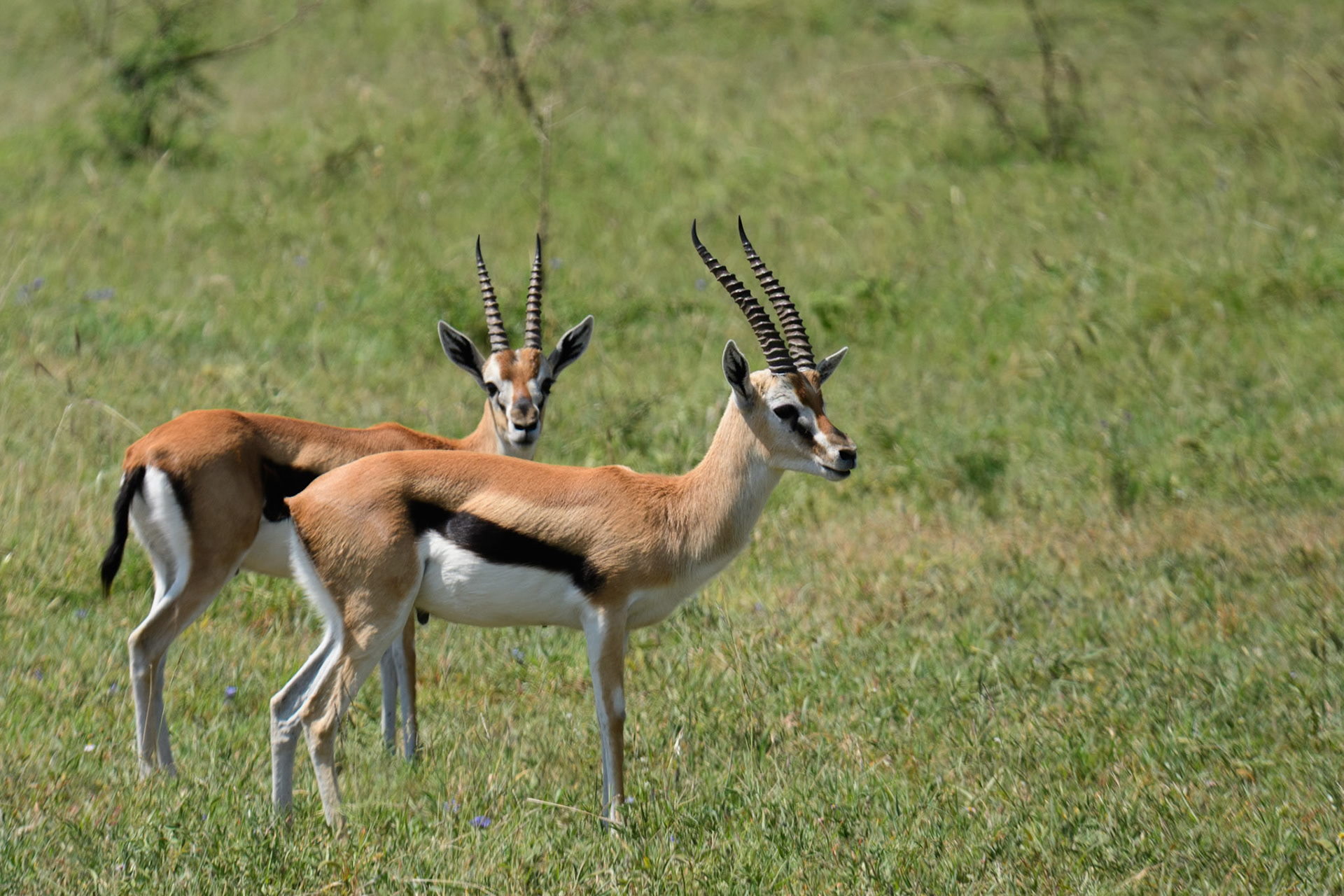 Thomson’s Gazelle