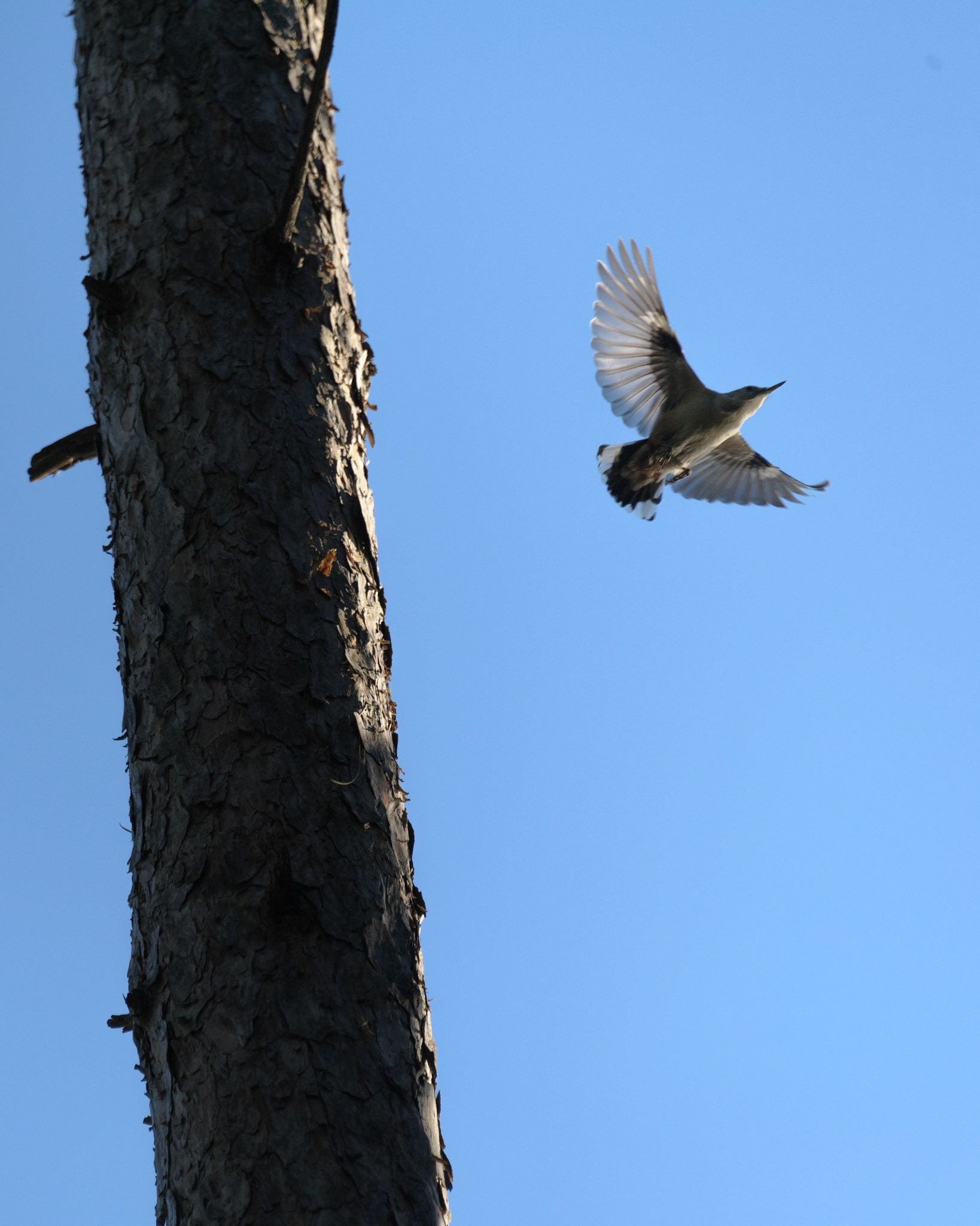 White-breasted Nuthatch