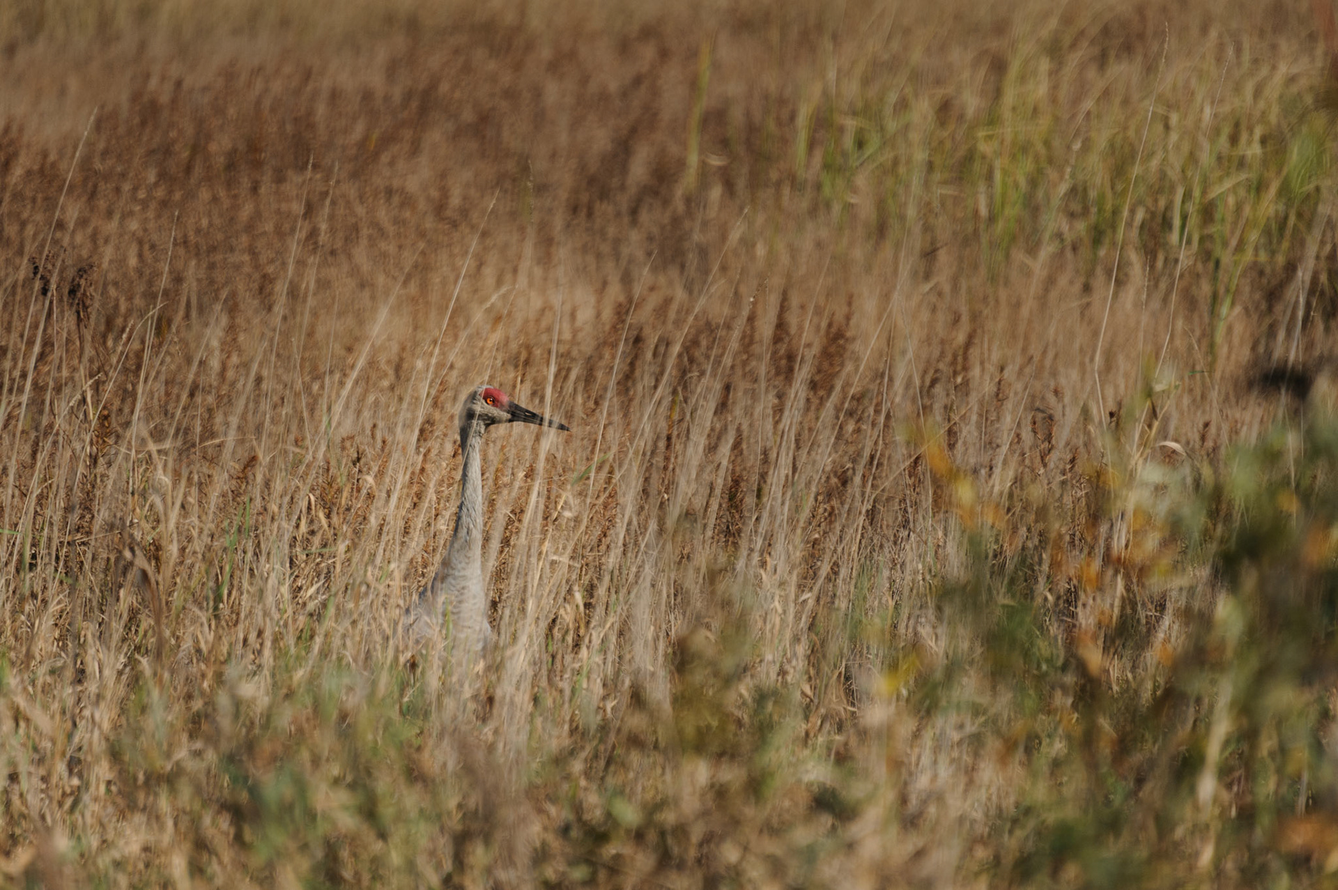 Sandhill crane