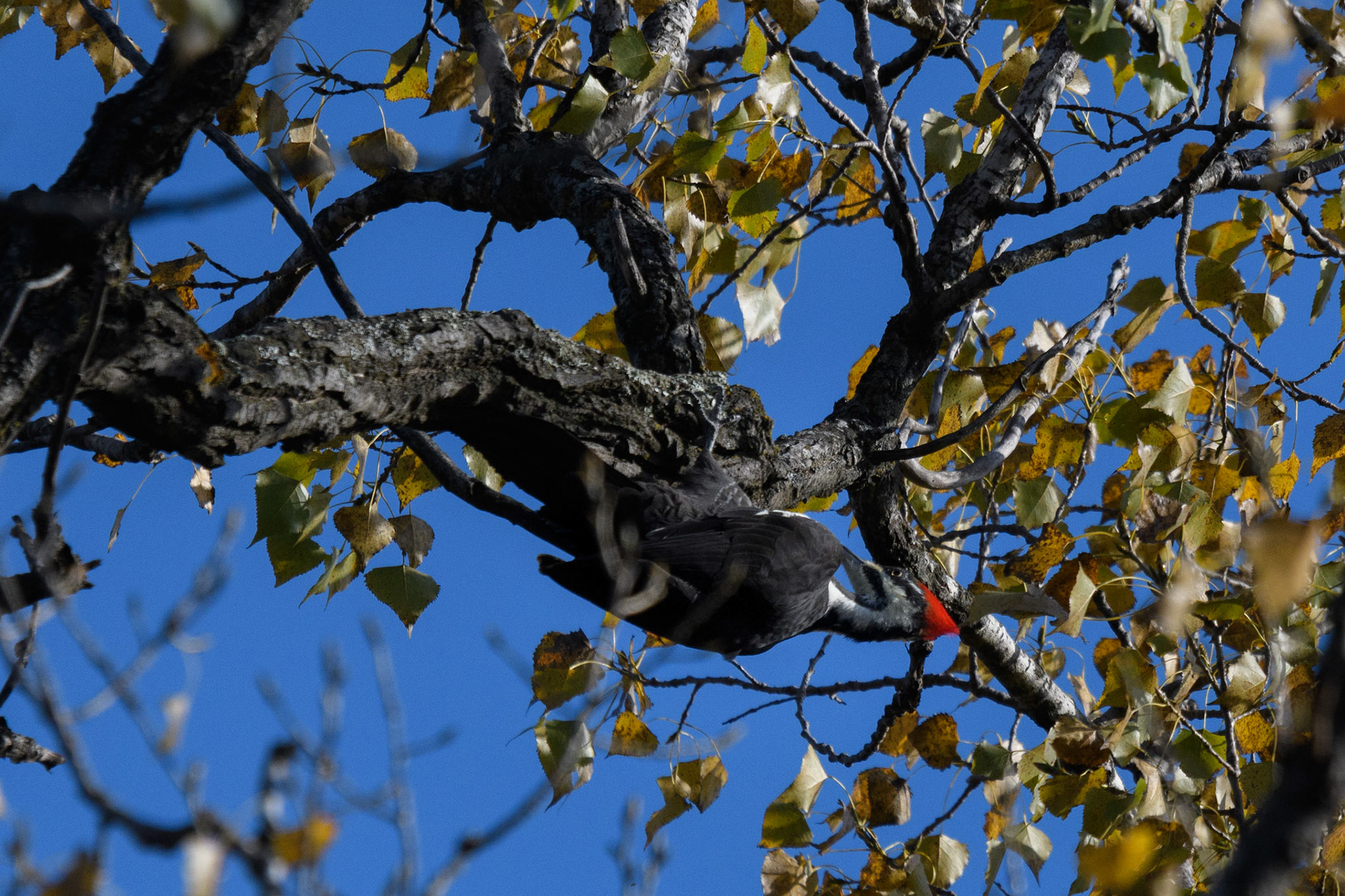 Pileated woodpecker