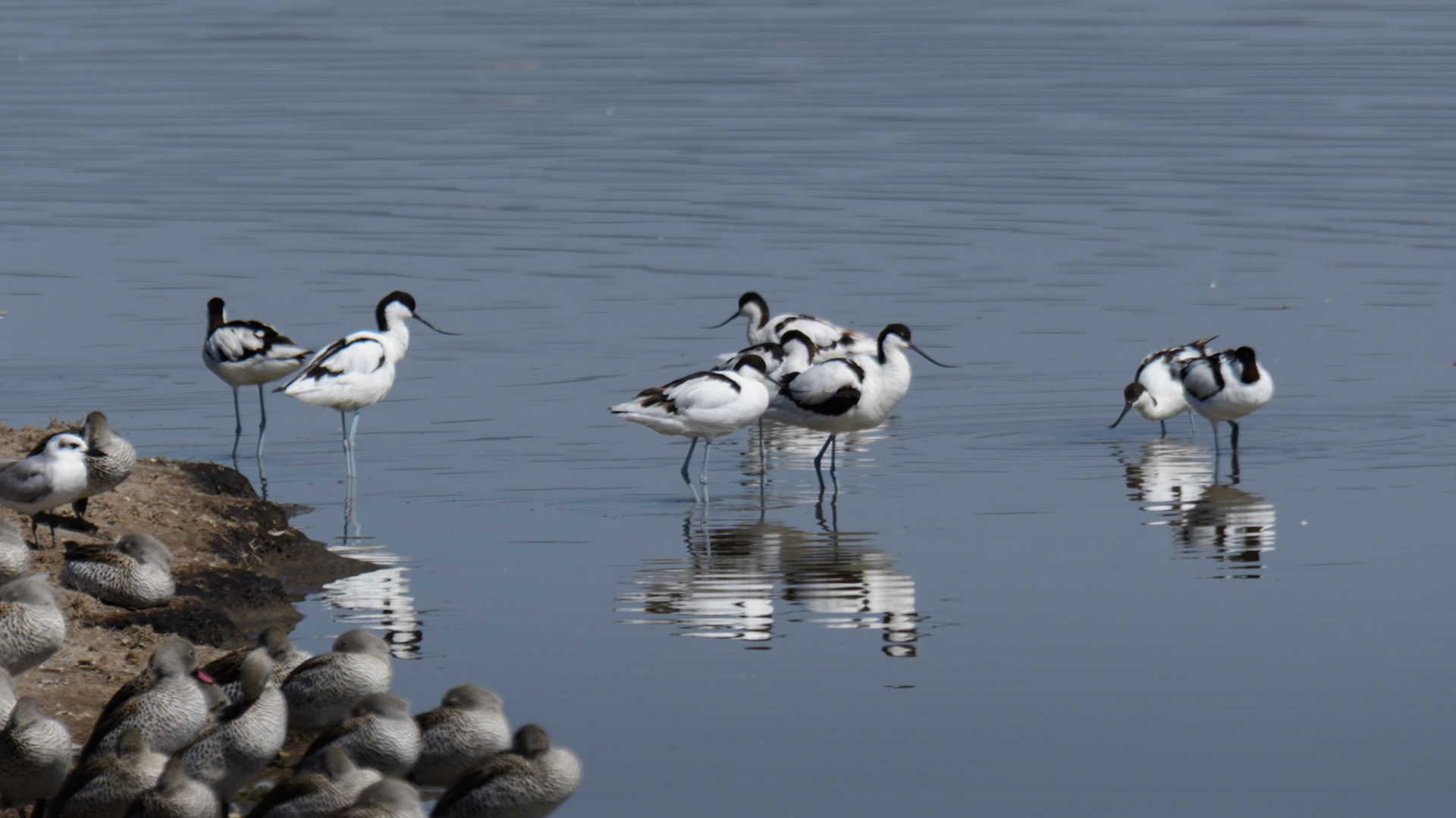 Pied Avocet, Red-billed Duck