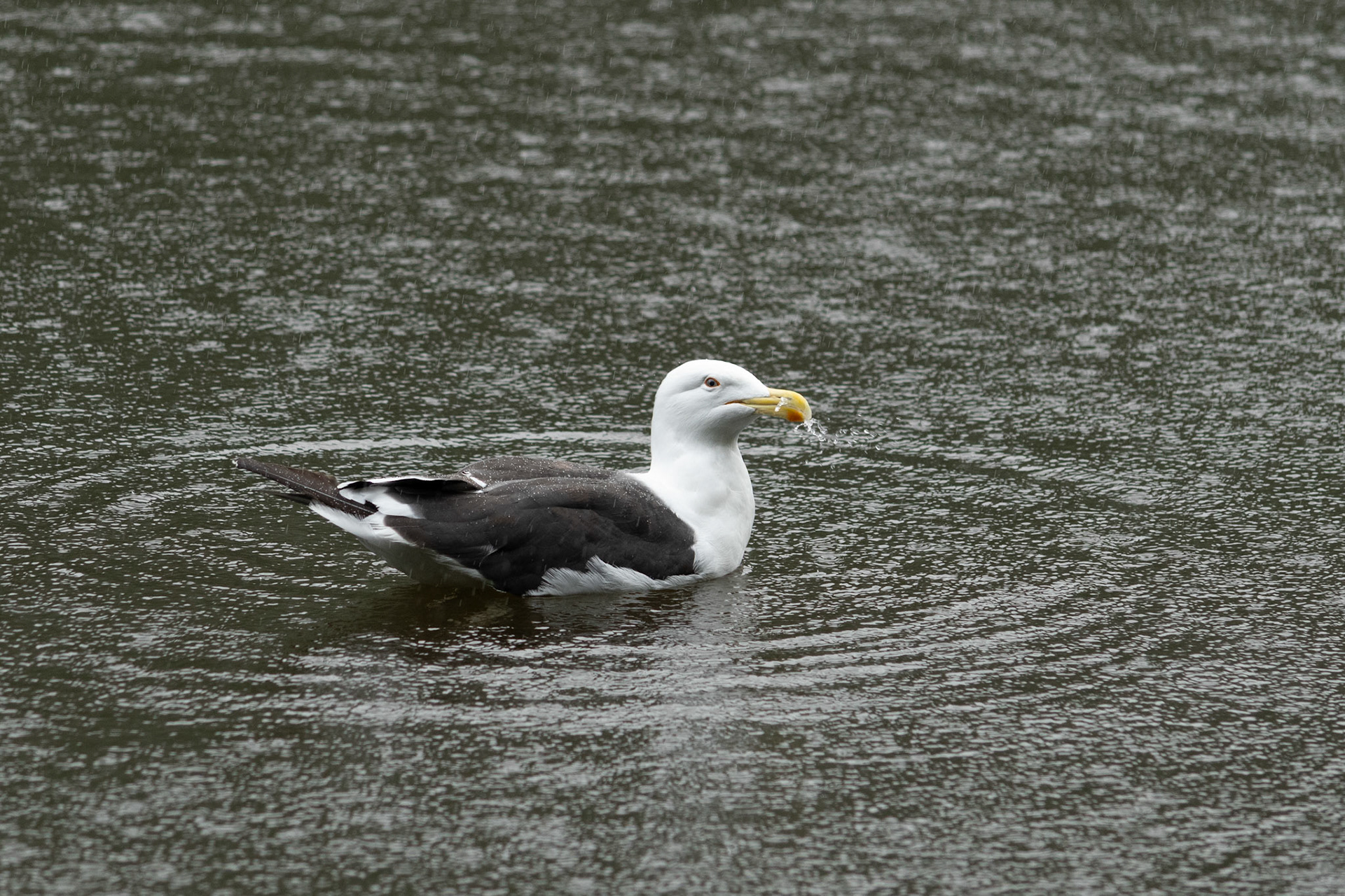 Southern Black-backed Gull (Karoro)