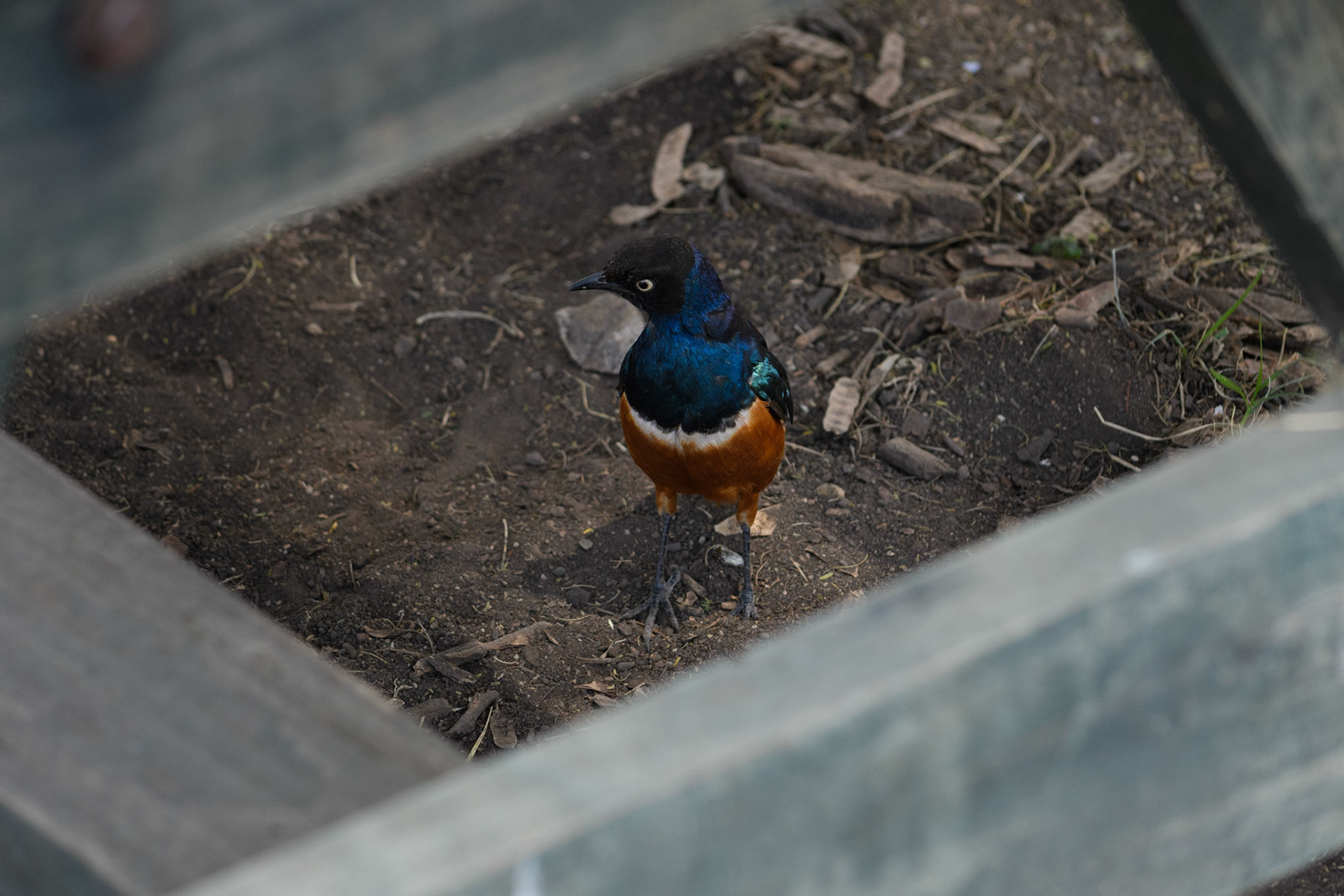 Superb Starling