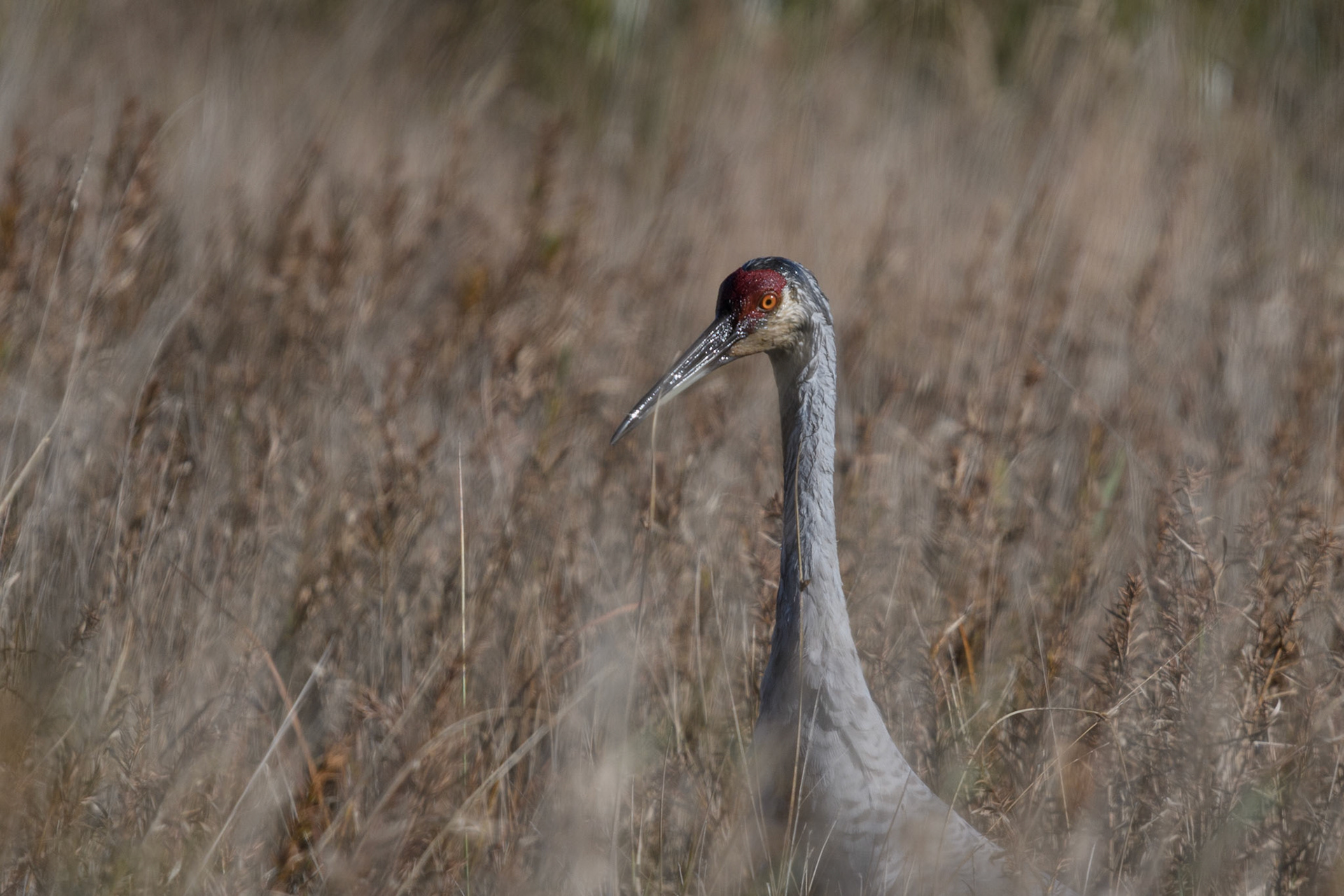 Sandhill crane