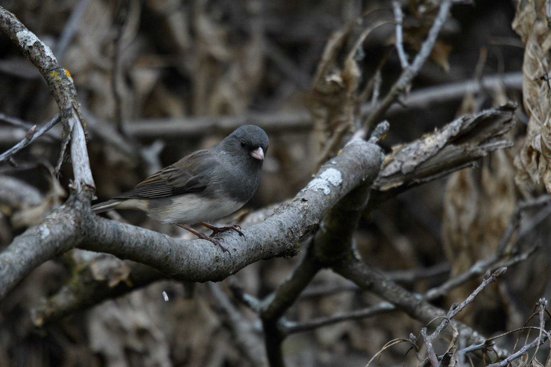 Dark-eyed junco