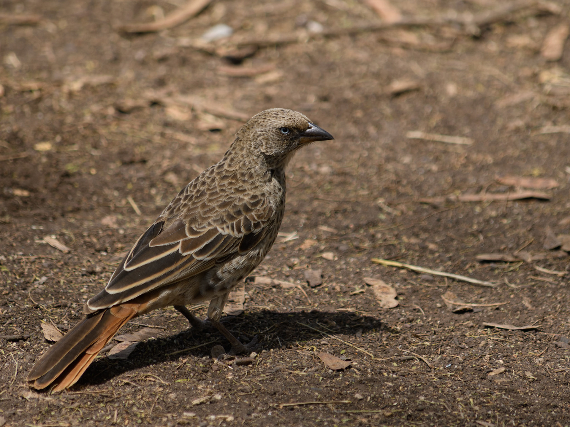 Rufous-tailed Weaver