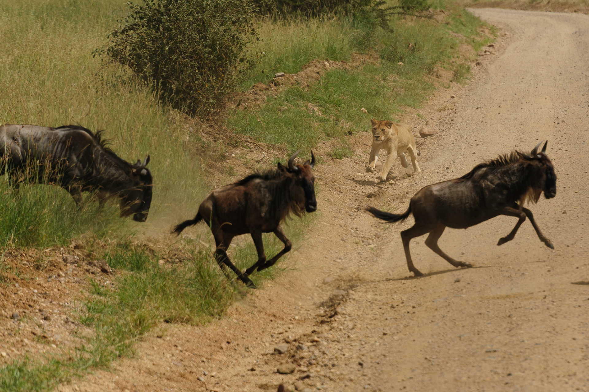 Lion, Wildebeest