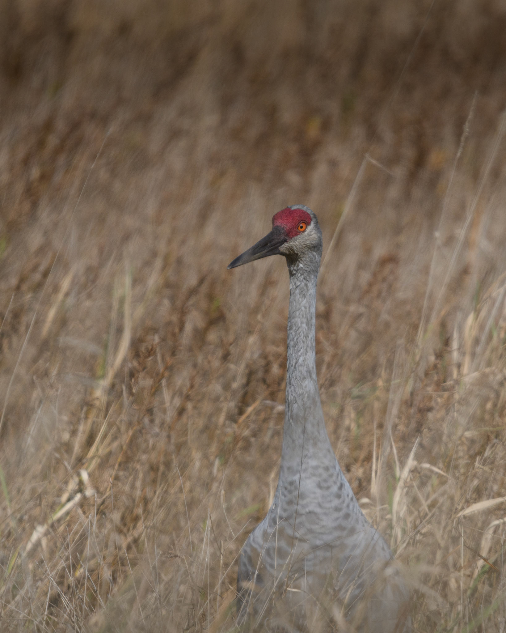 Sandhill crane