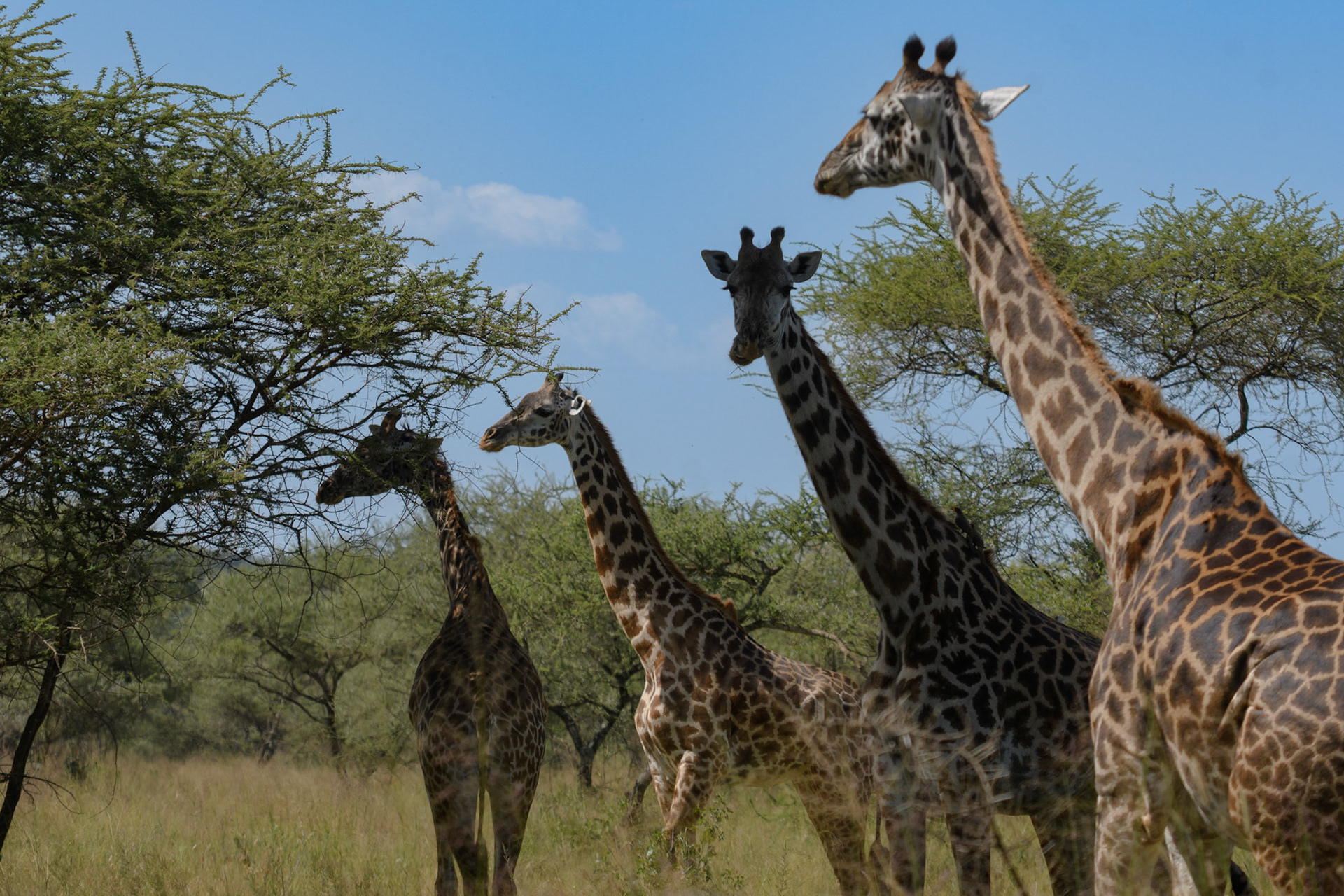 Maasai Giraffe