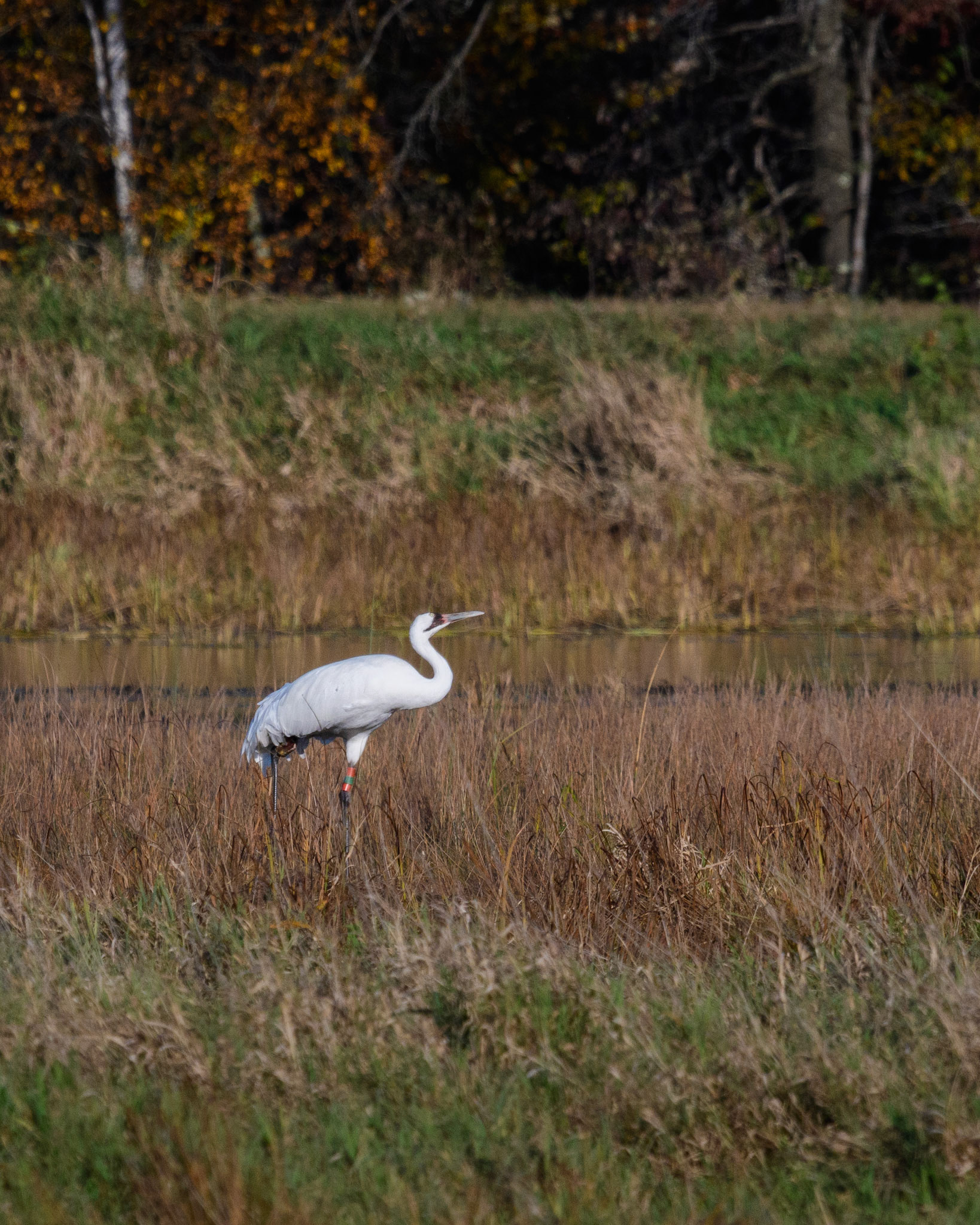 Whooping Crane
