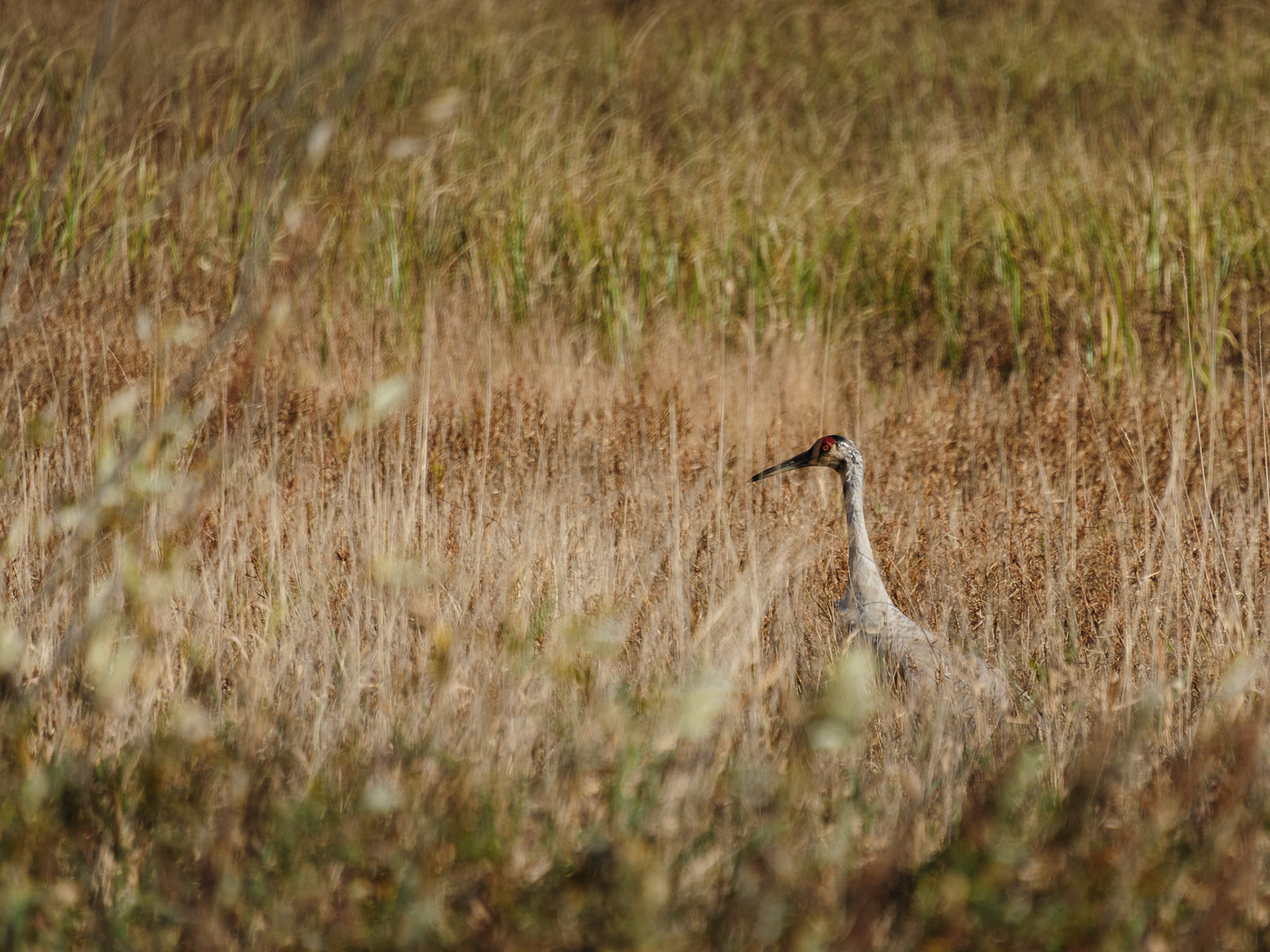 Sandhill crane