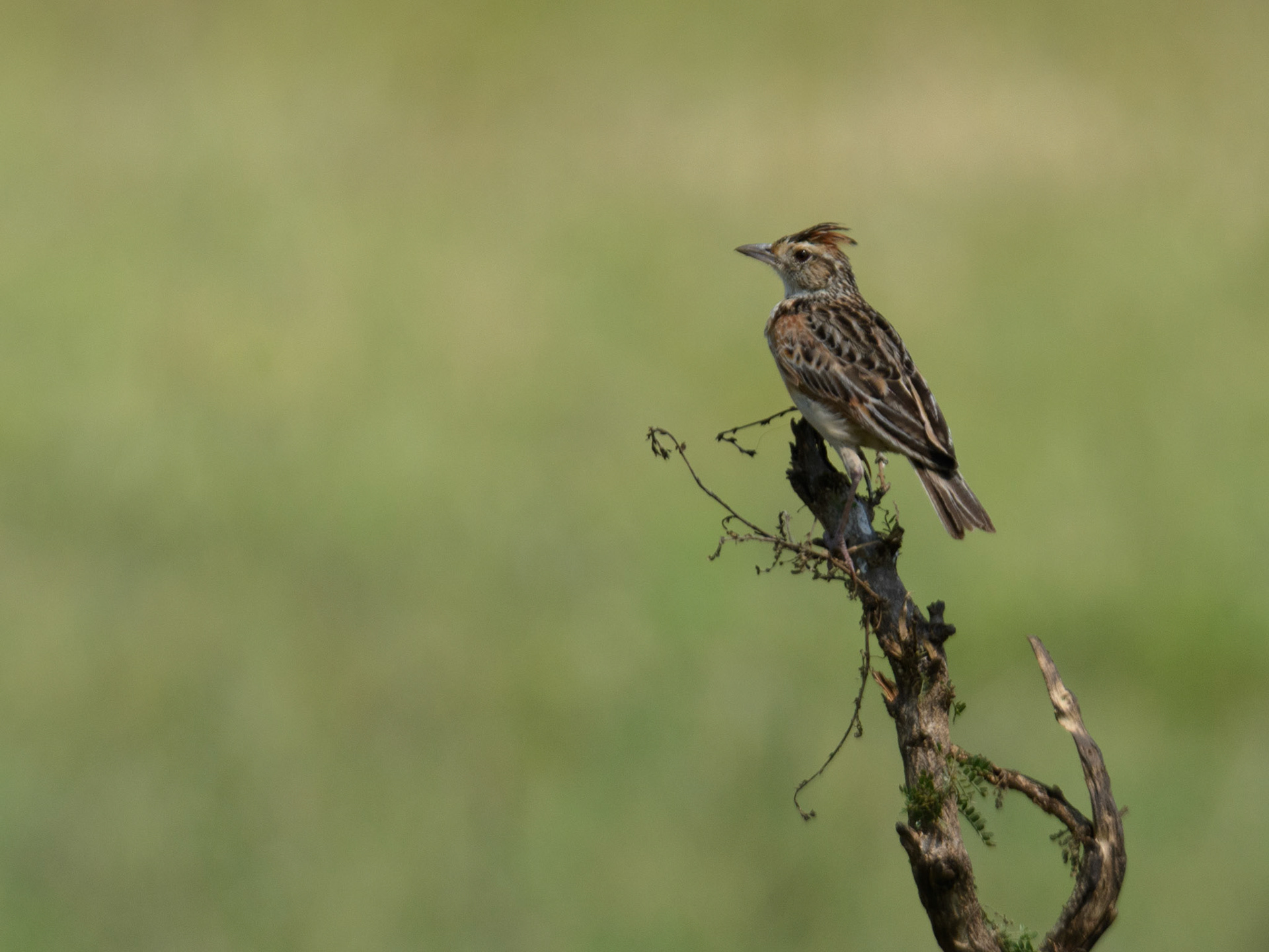 Rufous-naped Lark