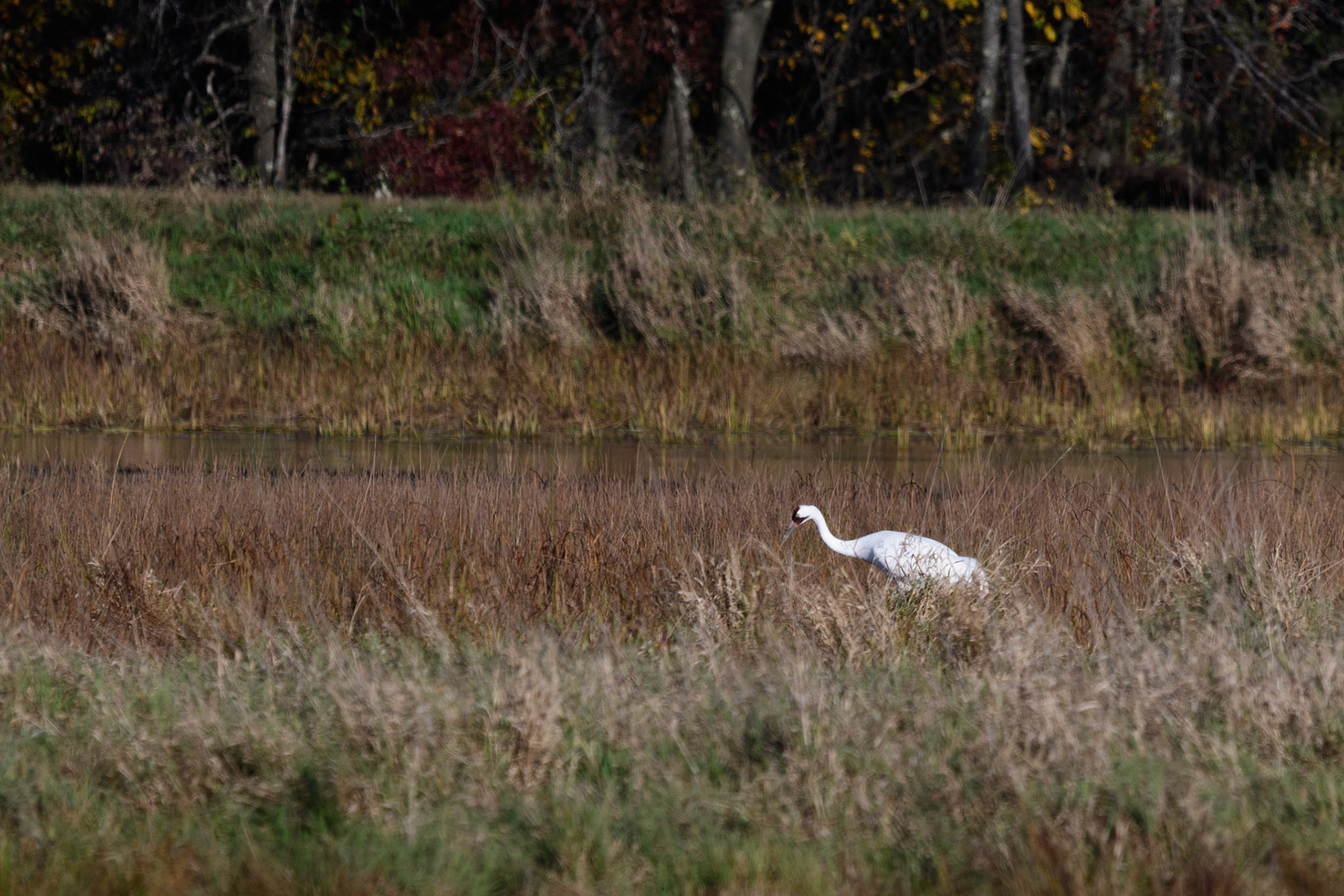 Whooping Crane