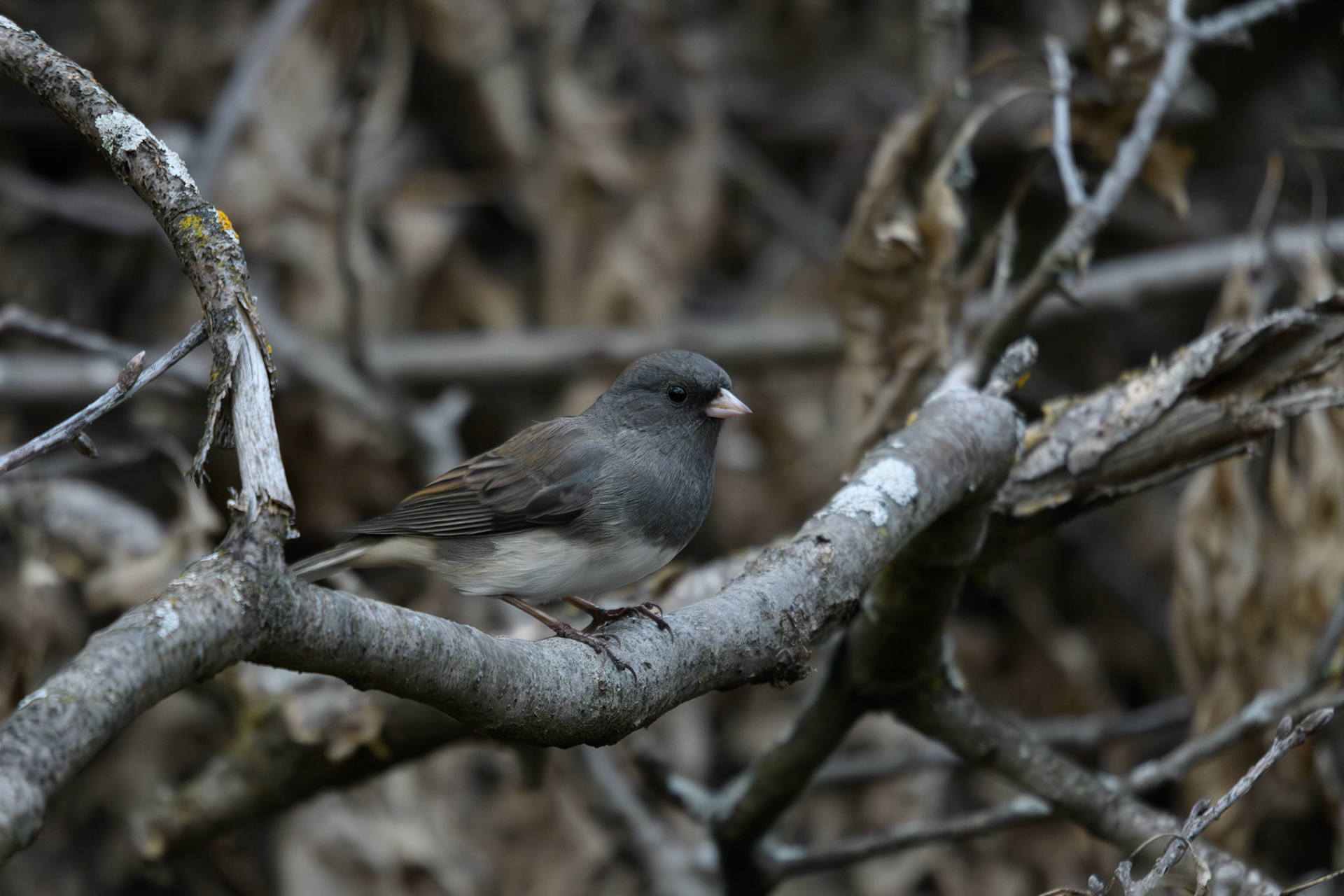 Dark-eyed junco